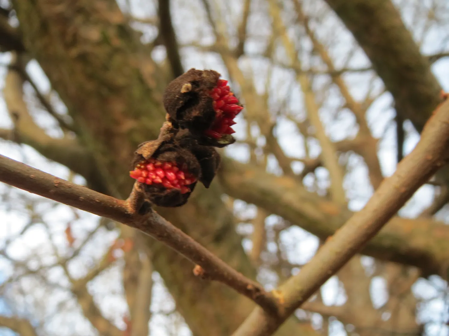 Persian Parrotia (Parrotia Persica) — Preferring full sun to partial shade; the tree showcases inconspicuous, image 98
