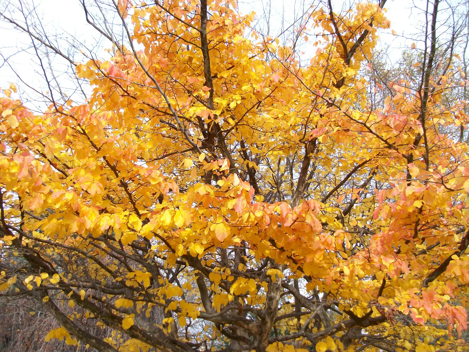 Persian Parrotia (Parrotia Persica) — offering year-round interest in urban or residential settings; it's adaptable to various soil types, image 100