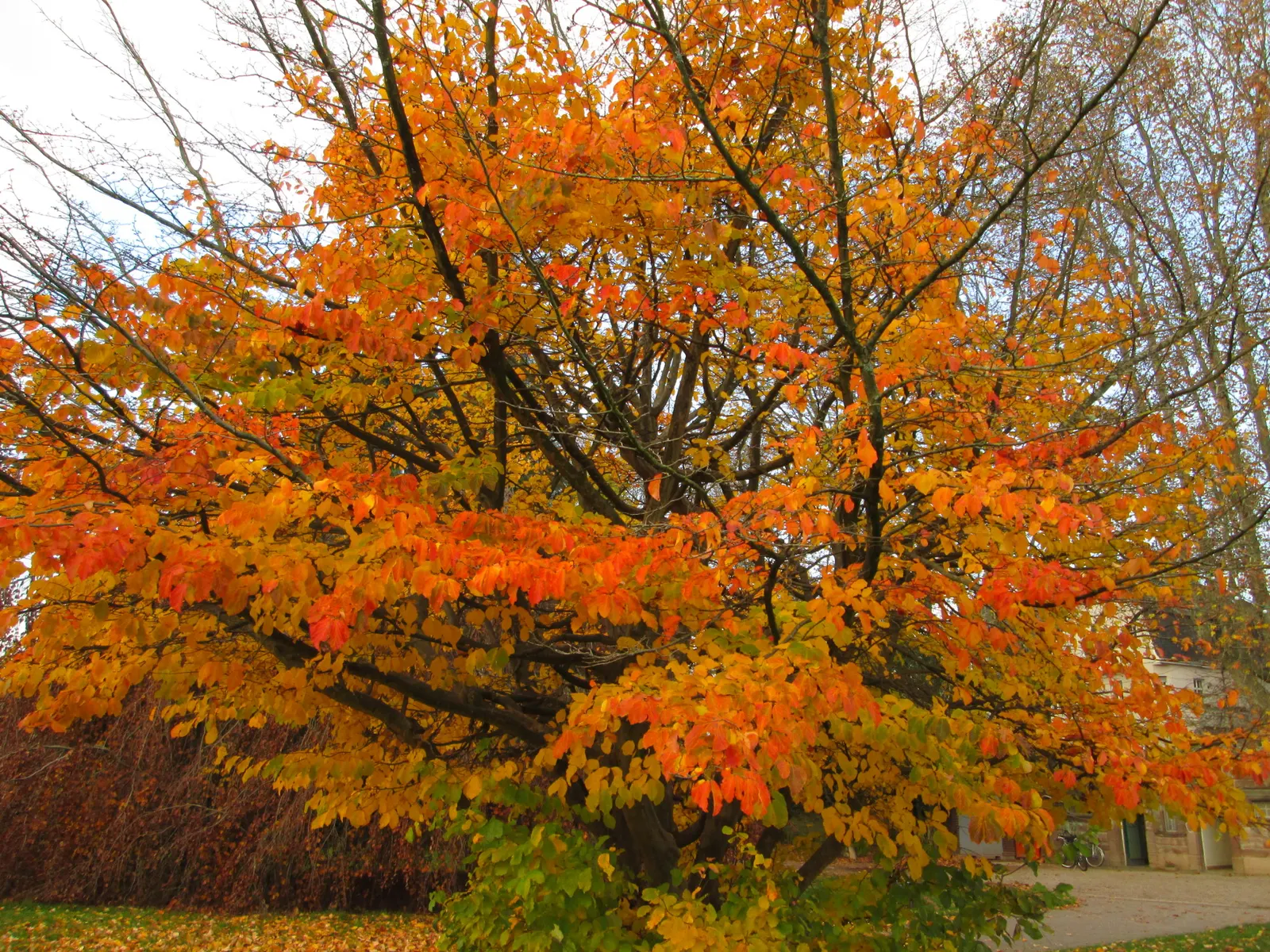 Persian Parrotia (Parrotia Persica) — Care is minimal, making Parrotia persica a wise selection for both its striking appeal and ease of care
