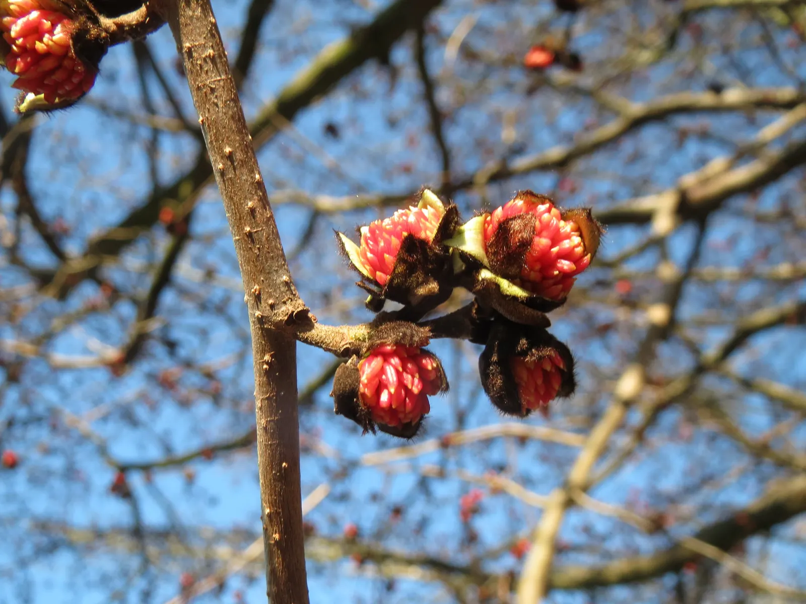 Persian Parrotia (Parrotia Persica) — before the foliage unfolds; is an exquisite choice for those seeking a unique and vibrant specimen in their, image 84