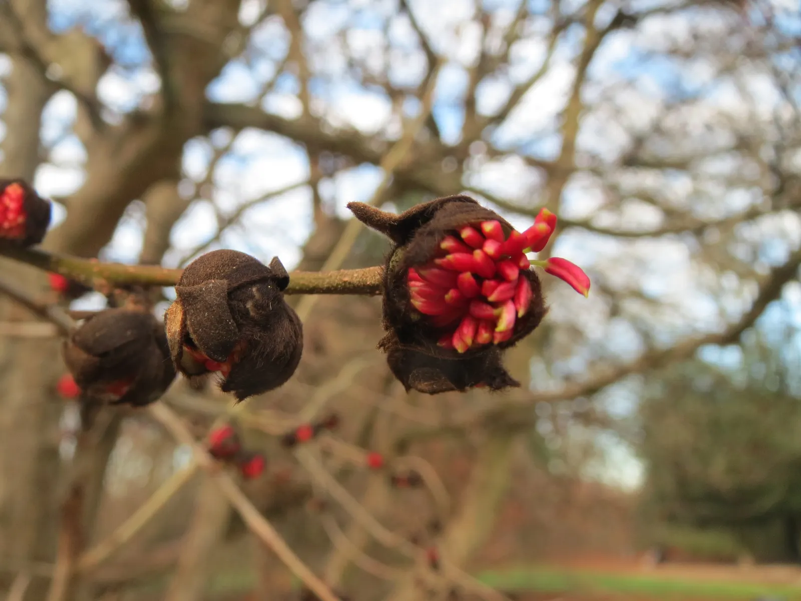 Persian Parrotia (Parrotia Persica) — Native to Iran and Northern Iran