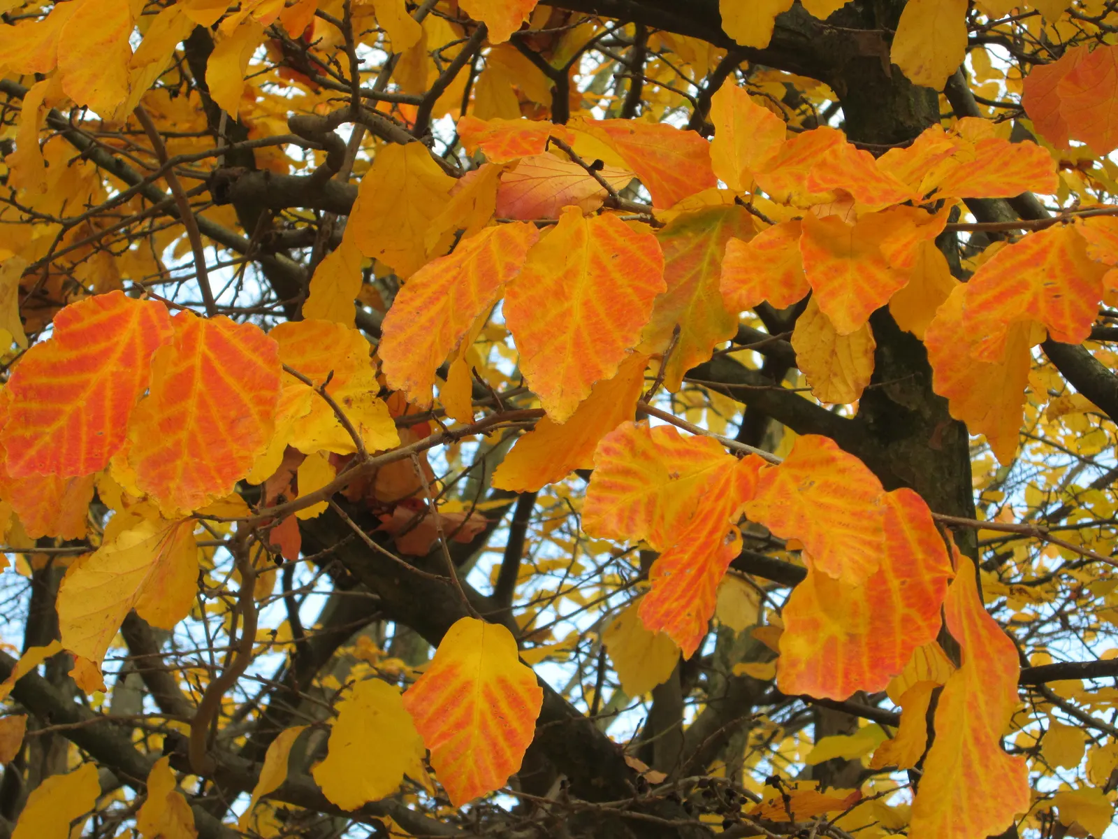 Persian Parrotia (Parrotia Persica) — starting as lustrous green; before the foliage unfolds
