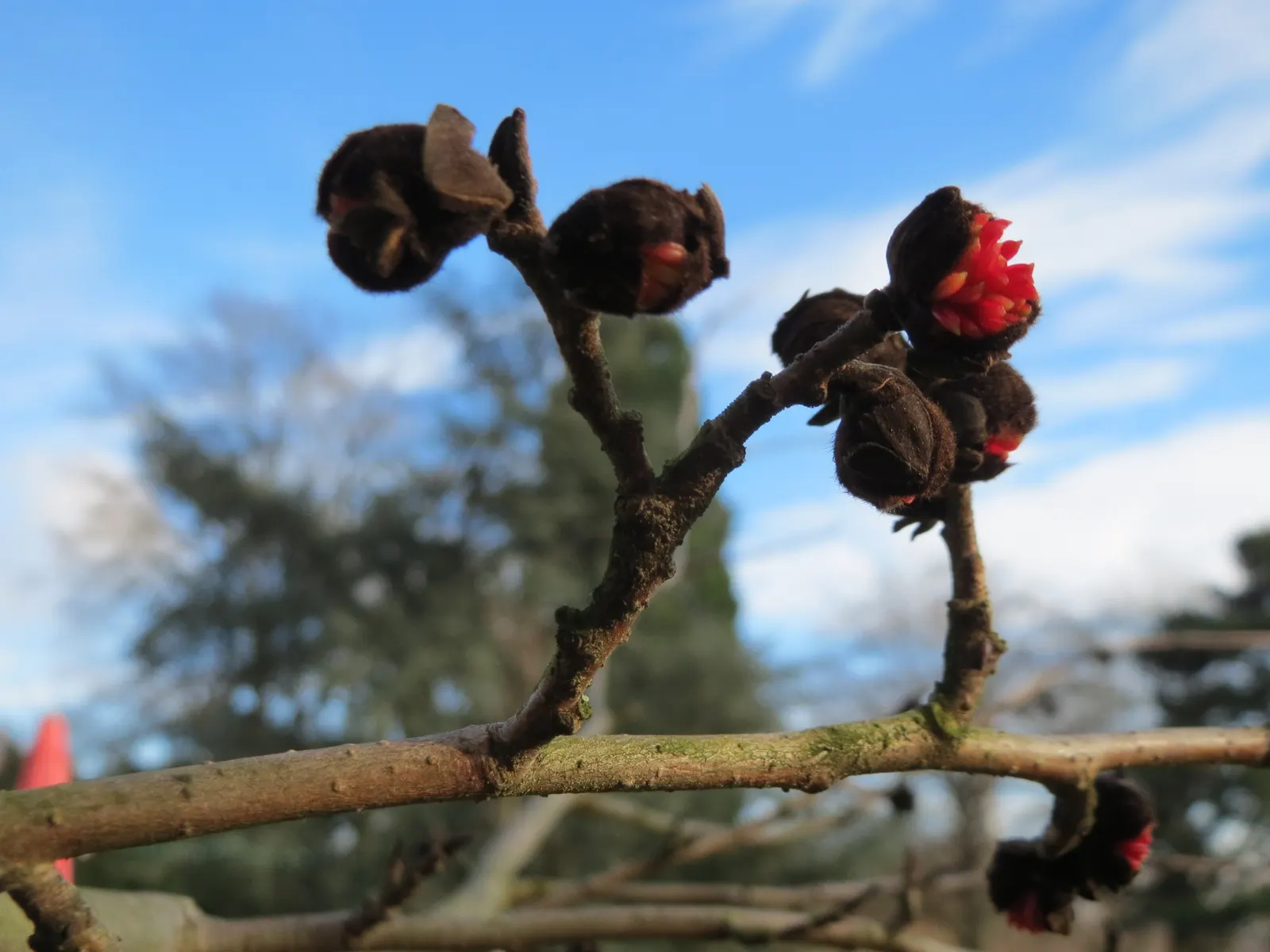 Persian Parrotia (Parrotia Persica) — scientifically known as Parrotia persica; and creams - a characteristic that provides visual interest even in, image 78