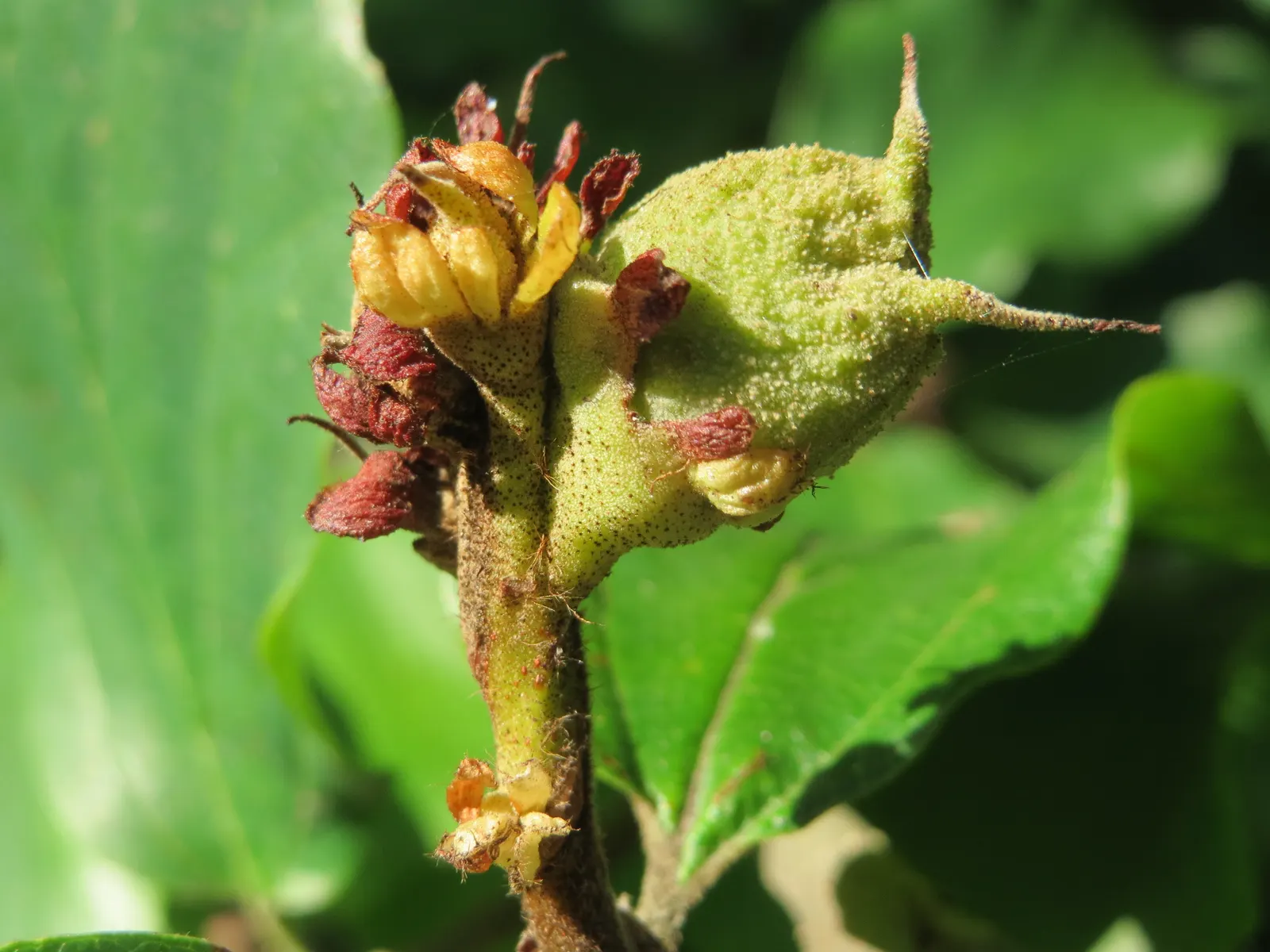 Persian Parrotia (Parrotia Persica) — turn to a riot of autumnal colors ranging from golden yellow to fiery scarlet and deep purple; care is, image 66