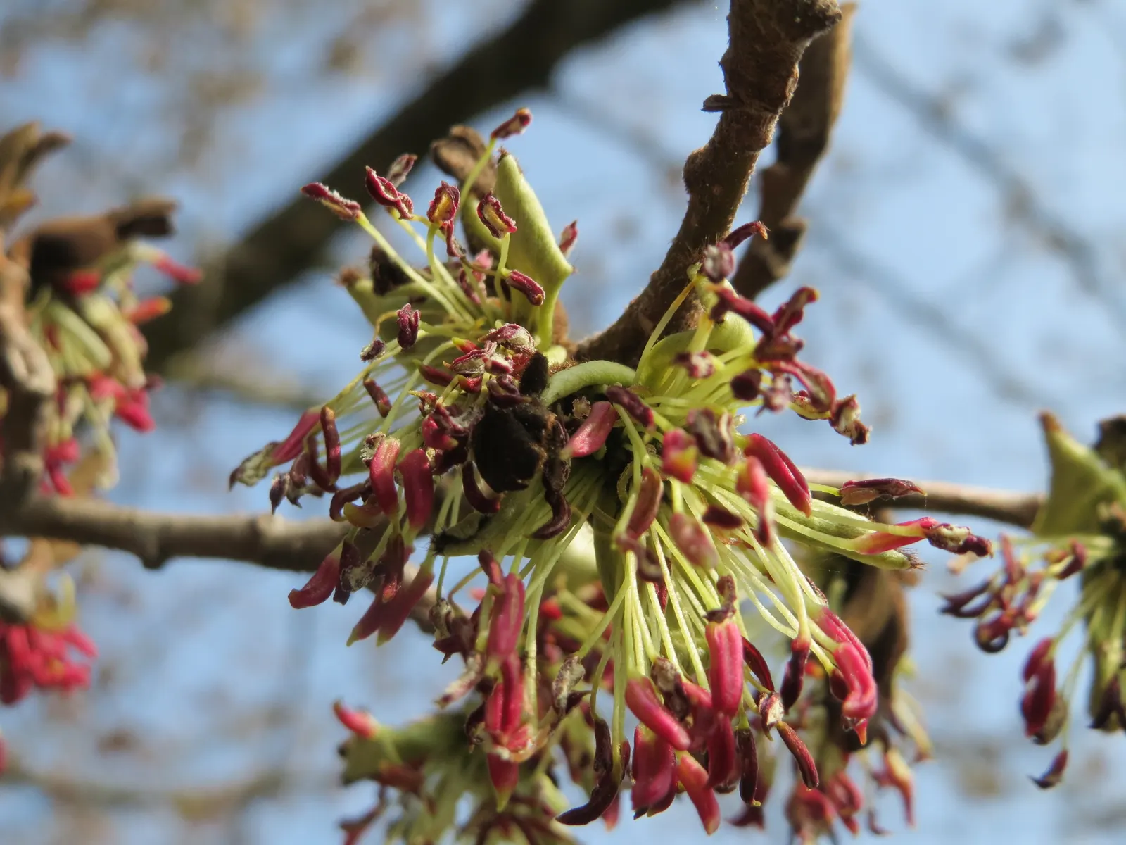 Persian Parrotia (Parrotia Persica) — starting as lustrous green; before the foliage unfolds, image 65