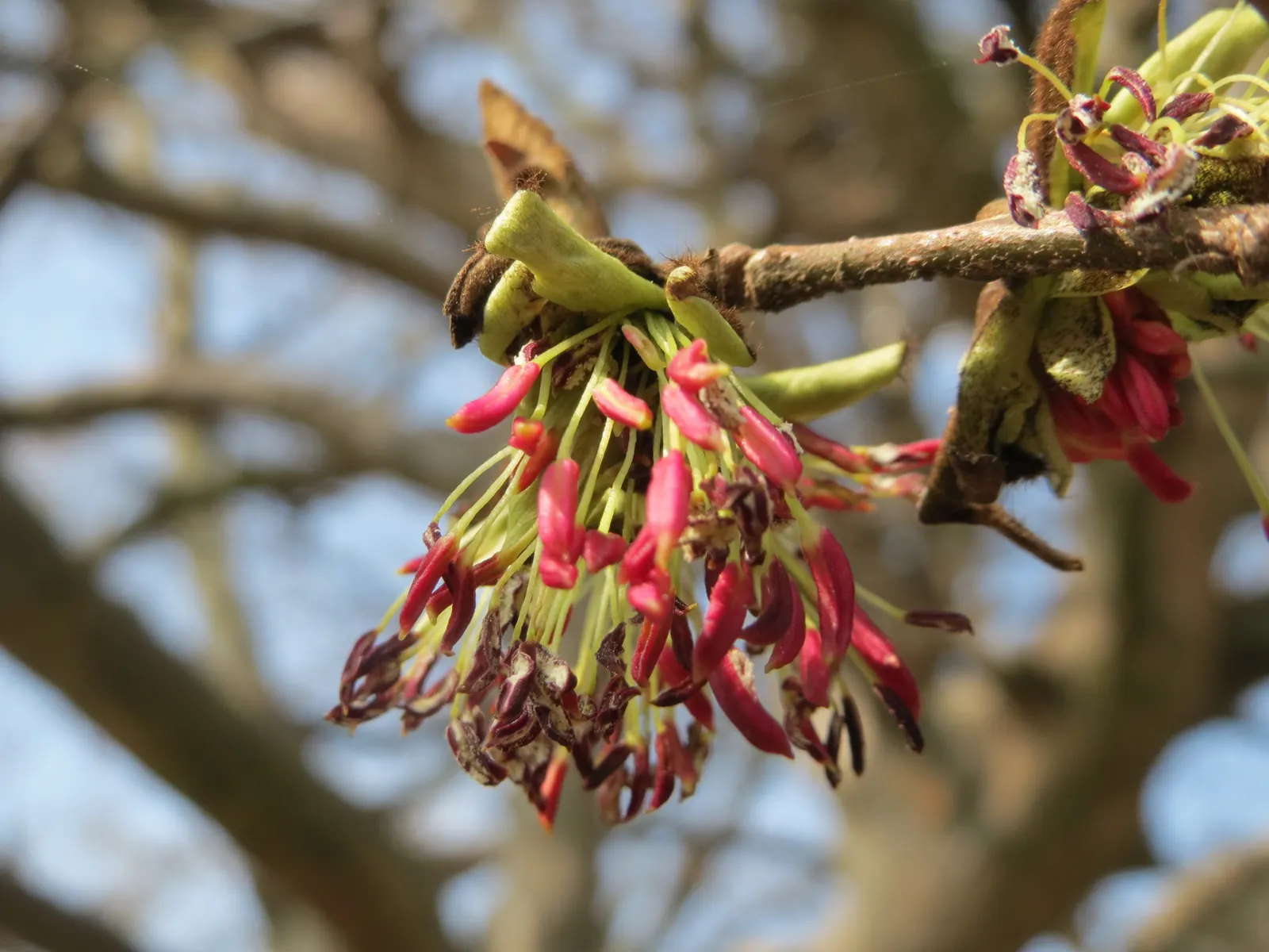Persian Parrotia (Parrotia Persica) — Native to Iran and Northern Iran; it thrives in USDA zones 4-8