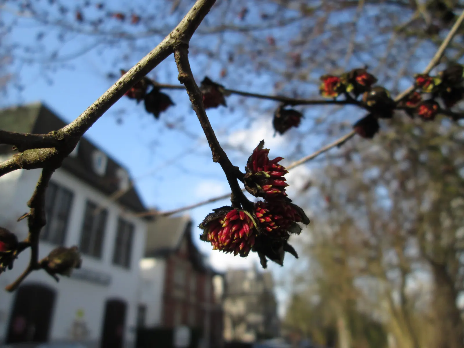 Persian Parrotia (Parrotia Persica) — and creams - a characteristic that provides visual interest even in the heart of winter; it matures to roughly 20-40 feet