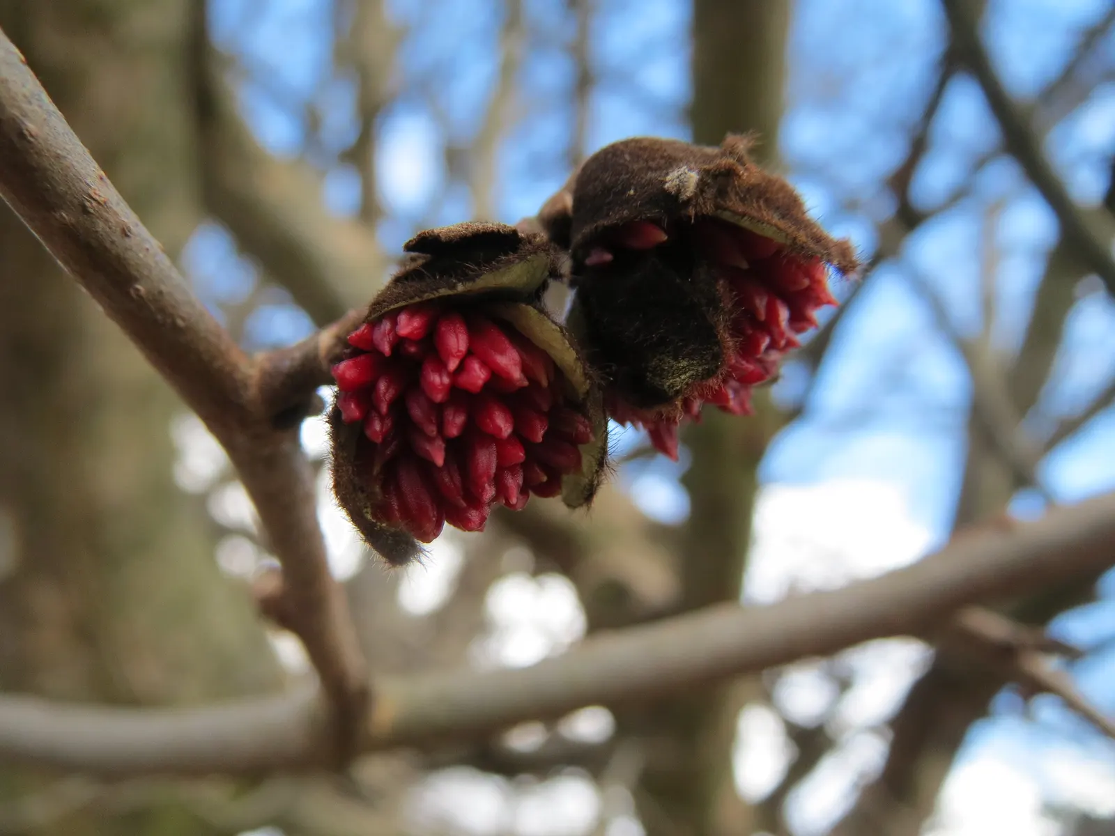 Persian Parrotia (Parrotia Persica) — Native to Iran and Northern Iran; it thrives in USDA zones 4-8, image 103