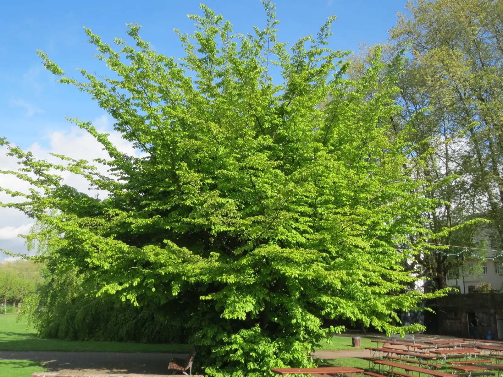 Persian Parrotia (Parrotia Persica) — known as Persian Parrotia or Persian Ironwood; noted for its exfoliating bark and brilliant fall colors, image 47