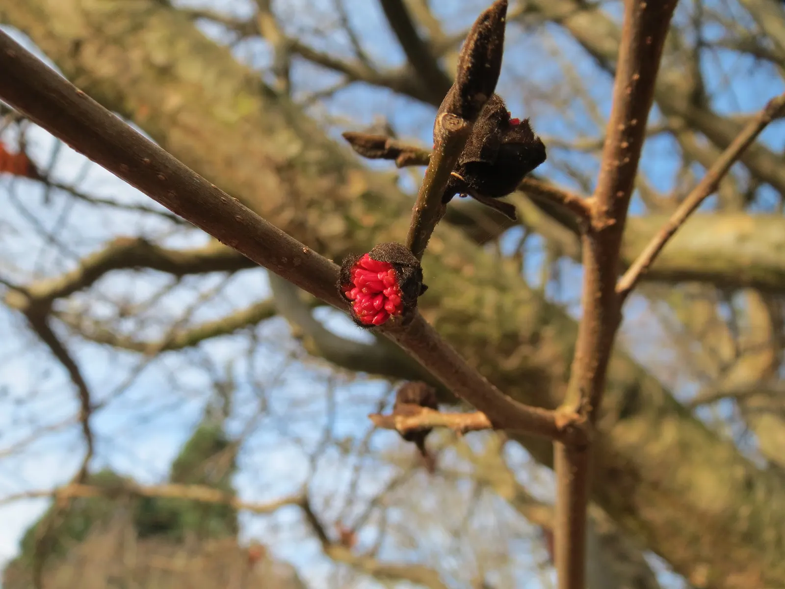 Persian Parrotia (Parrotia Persica) — It prefers well-drained soil and, once established, is quite drought tolerant; preferring full sun to partial, image 113