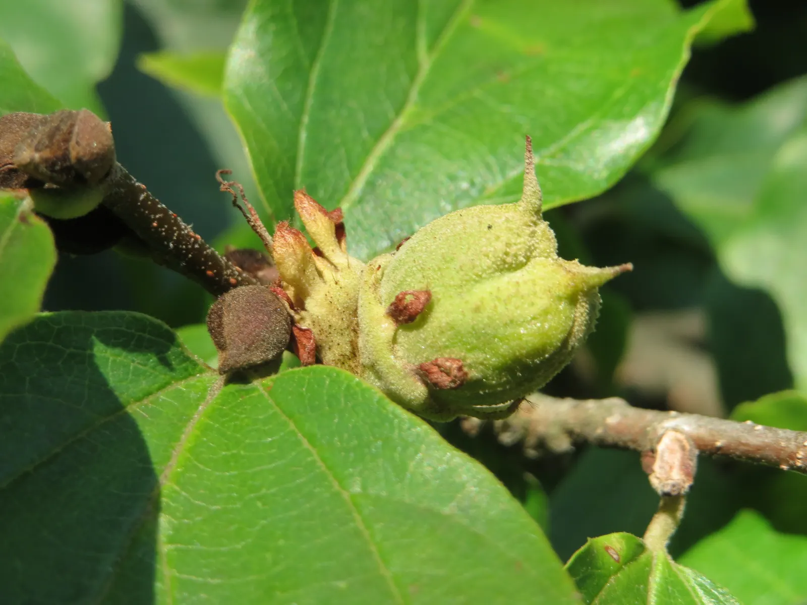 Persian Parrotia (Parrotia Persica) — Noted for its exfoliating bark and brilliant fall colors ranging from yellow to crimson; is a deciduous tree, image 50