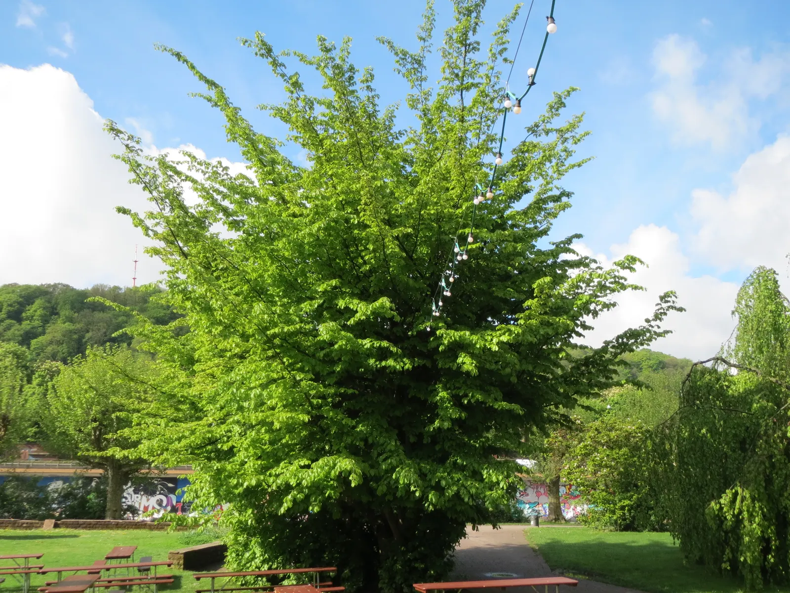 Persian Parrotia (Parrotia Persica) — Persian Parrotia offers an impressive display of foliage