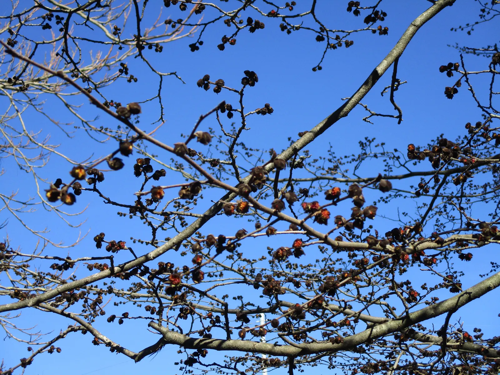Persian Parrotia (Parrotia Persica) — Mature specimens can reach heights of 20 to 40 feet with a canopy spread of 15 to 30 feet, image 81