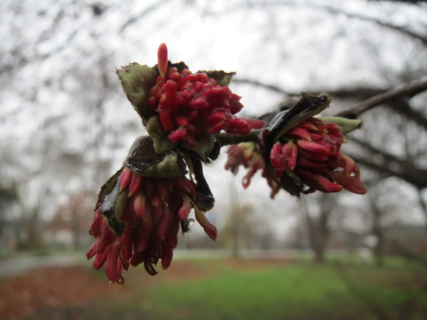Persian Parrotia (Parrotia Persica) — Mature specimens can reach heights of 20 to 40 feet with a canopy spread of 15 to 30 feet, image 35