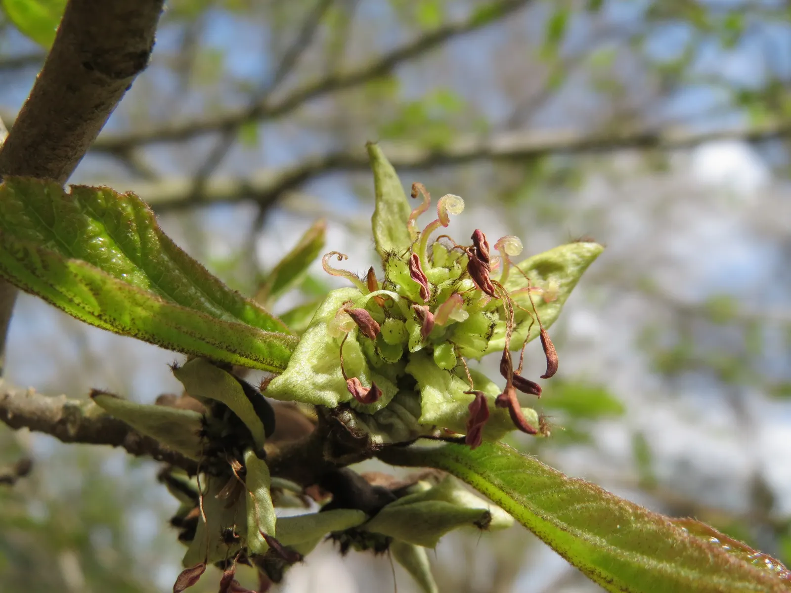 Persian Parrotia (Parrotia Persica) — before the foliage unfolds; is an exquisite choice for those seeking a unique and vibrant specimen in their, image 107