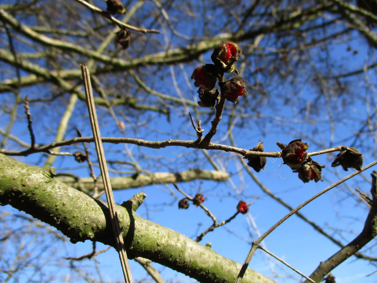 Persian Parrotia (Parrotia Persica) — Care is minimal, making Parrotia persica a wise selection for both its striking appeal and ease of care, image 91