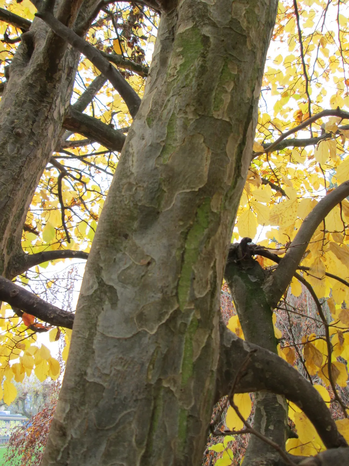 Persian Parrotia (Parrotia Persica) — it thrives in USDA zones 4-8; scientifically known as Parrotia persica