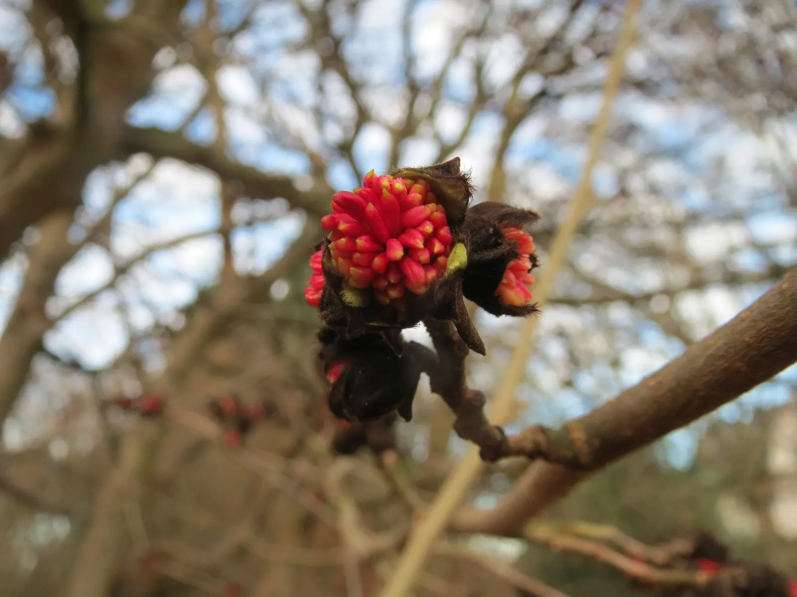 Persian Parrotia (Parrotia Persica) — shrub / tree for full or half or shade; turn to a riot of autumnal colors ranging from golden yellow to fiery, image 92