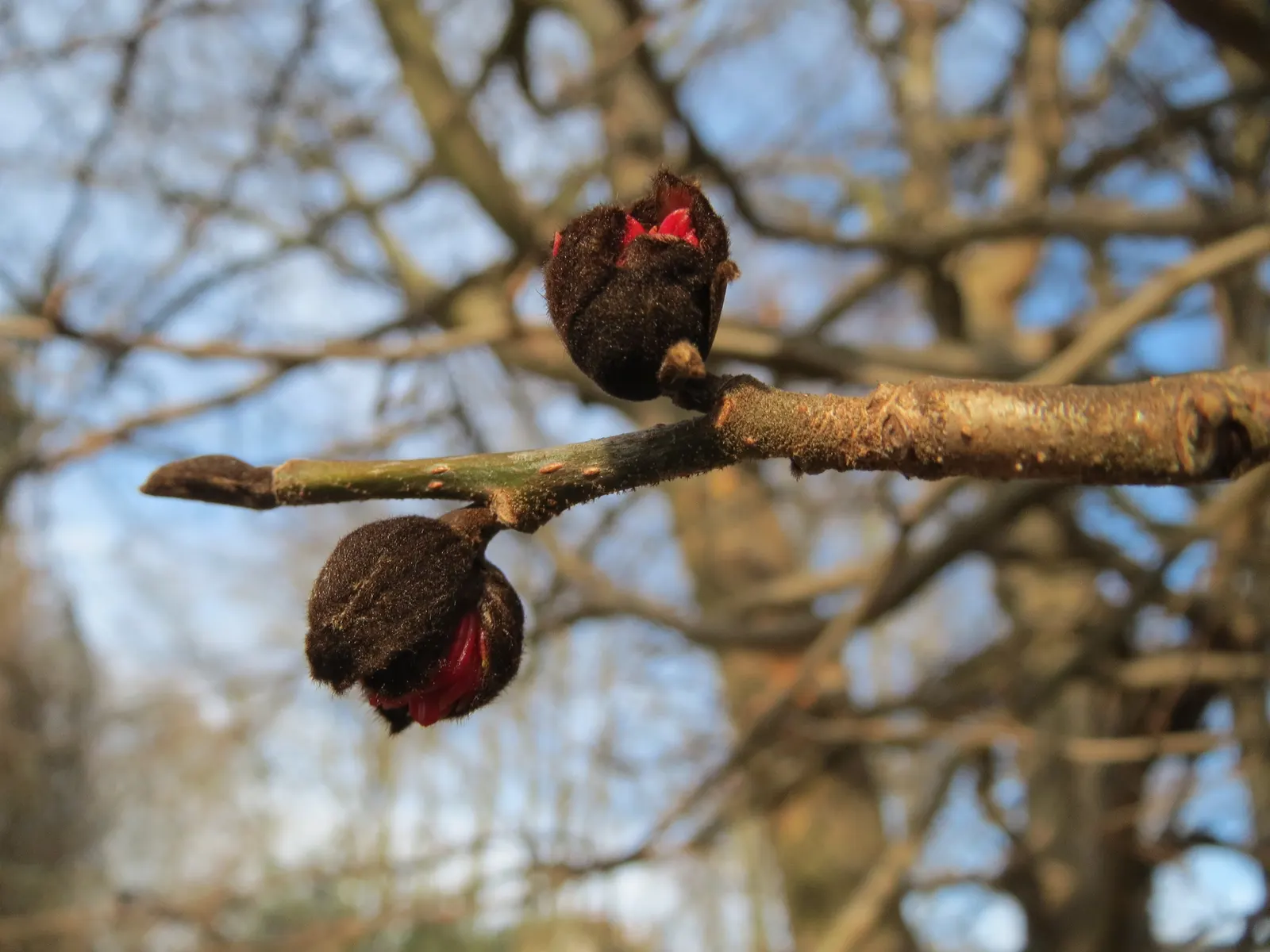 Persian Parrotia (Parrotia Persica) — which peels away to reveal a mosaic of grays; starting as lustrous green, image 82