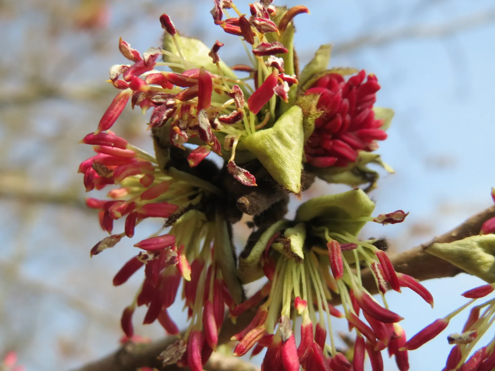 Persian Parrotia (Parrotia Persica) — is an exquisite choice for those seeking a unique and vibrant specimen in their landscape design; it prefers, image 79