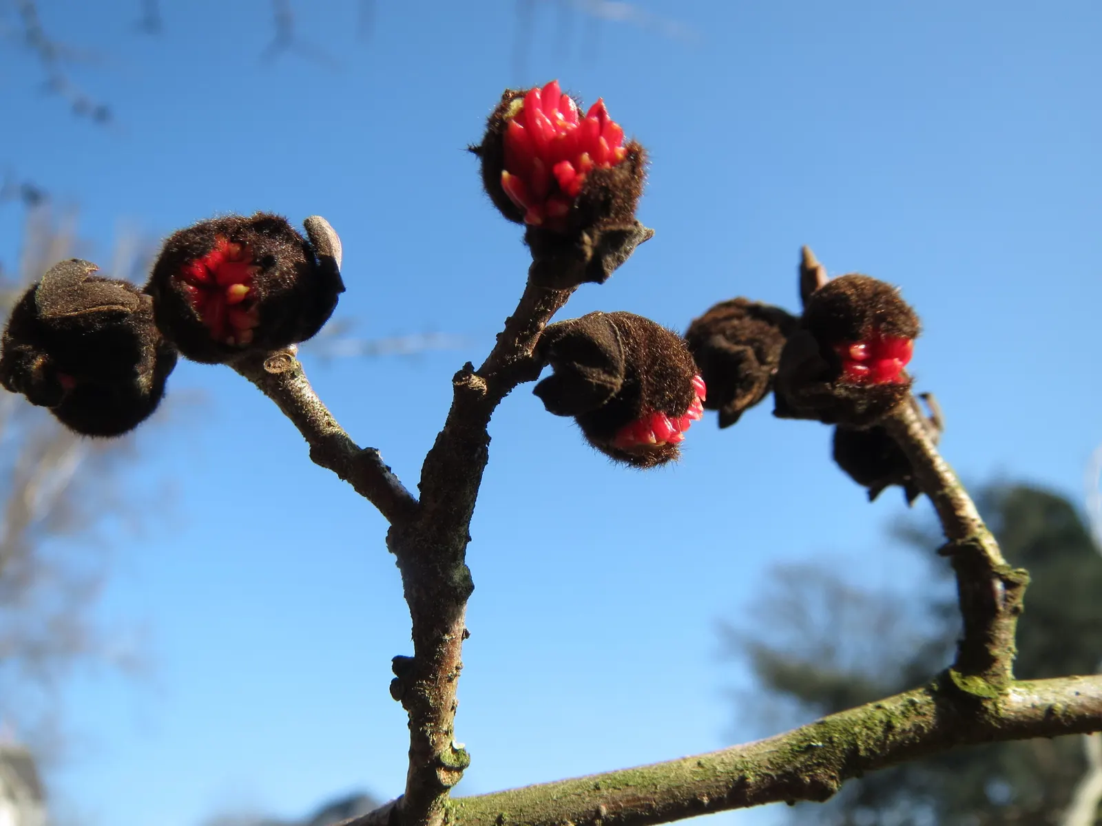 Persian Parrotia (Parrotia Persica) — red flowers that resemble clusters of small filaments.<br><br>As the seasons transition; known as Persian, image 109