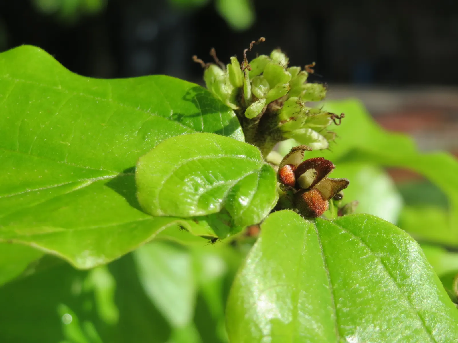 Persian Parrotia (Parrotia Persica) — Noted for its exfoliating bark and brilliant fall colors ranging from yellow to crimson; is a deciduous tree valued for