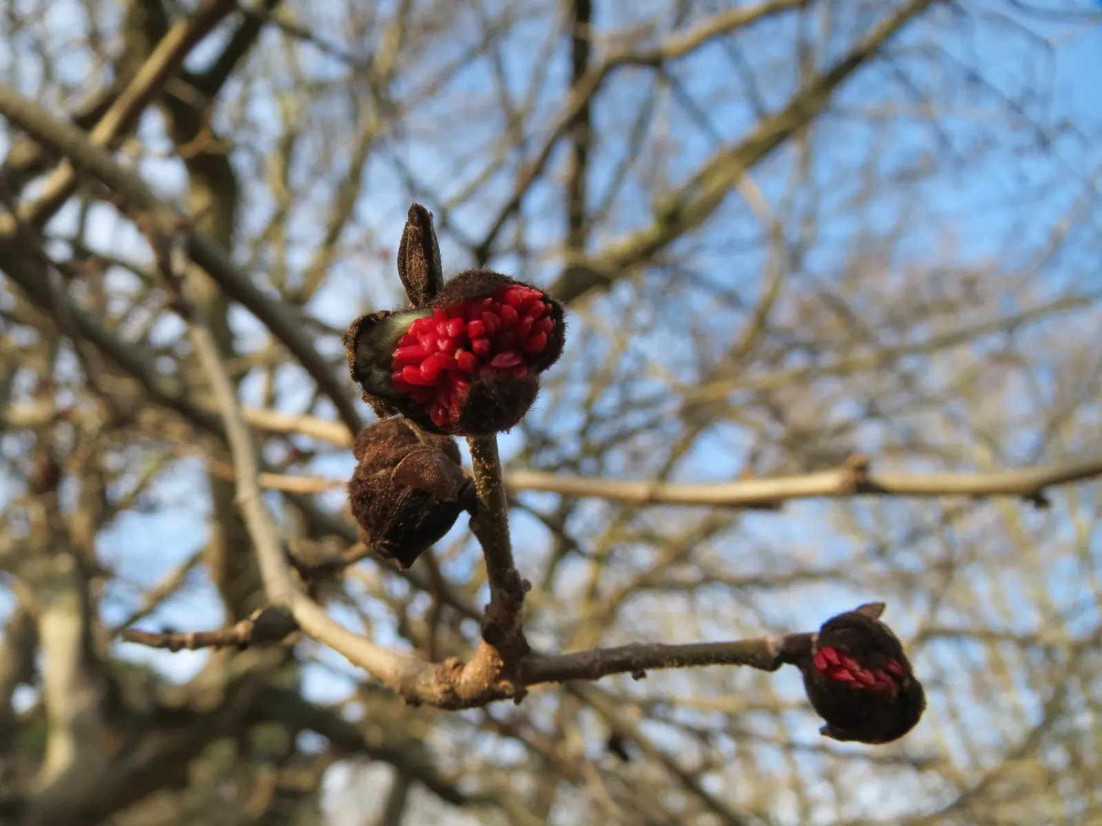 Persian Parrotia (Parrotia Persica) — scientifically known as Parrotia persica; and creams - a characteristic that provides visual interest even in, image 101