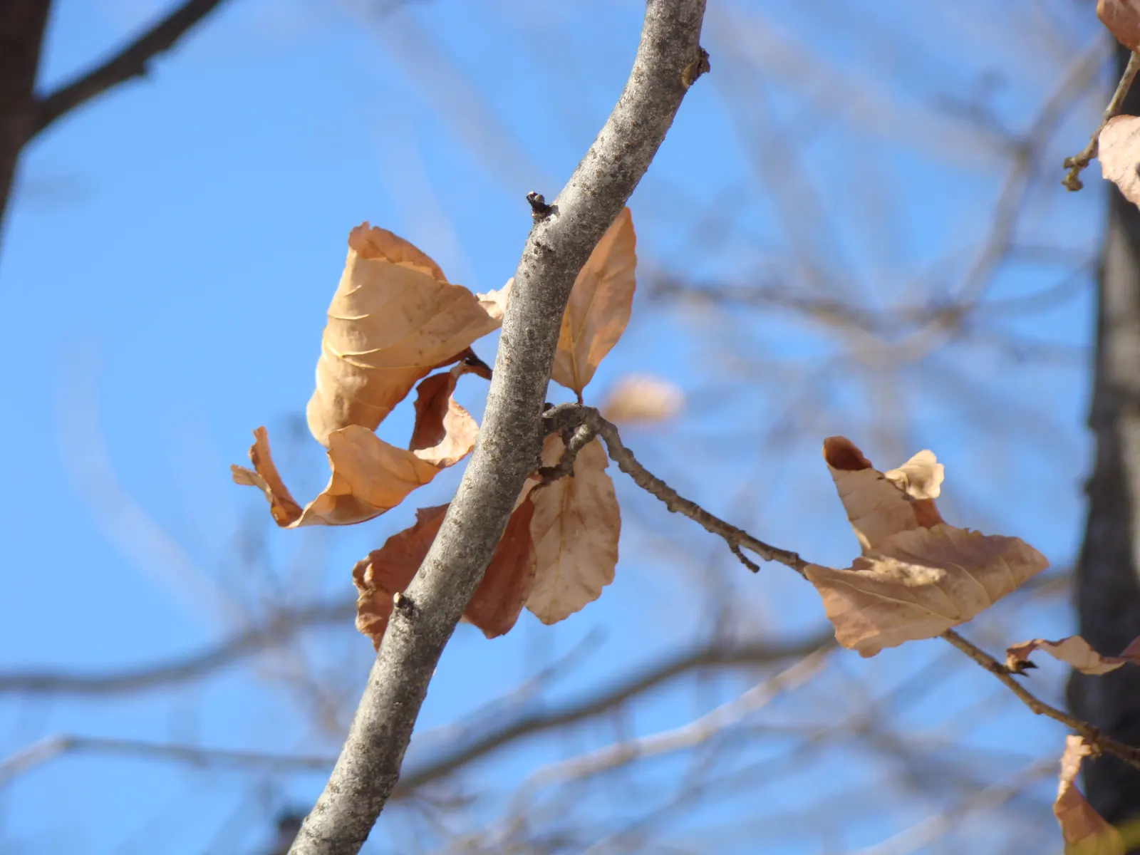 Persian Parrotia (Parrotia Persica) — is a deciduous tree valued for its ornamental features; native to Iran and Northern Iran, image 48