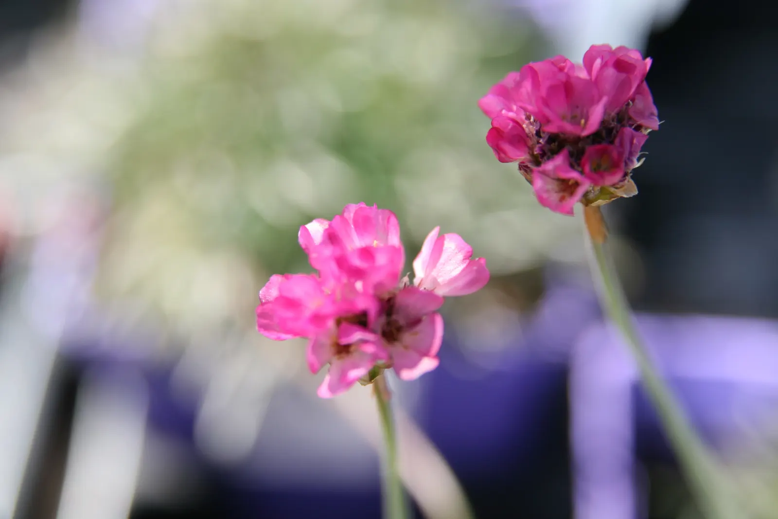 Red-Leaved Sea Thrift (Armeria Maritima 'Rubrifolia') — Ideal for rock gardens and edging, it thrives in full sun and well-drained soil