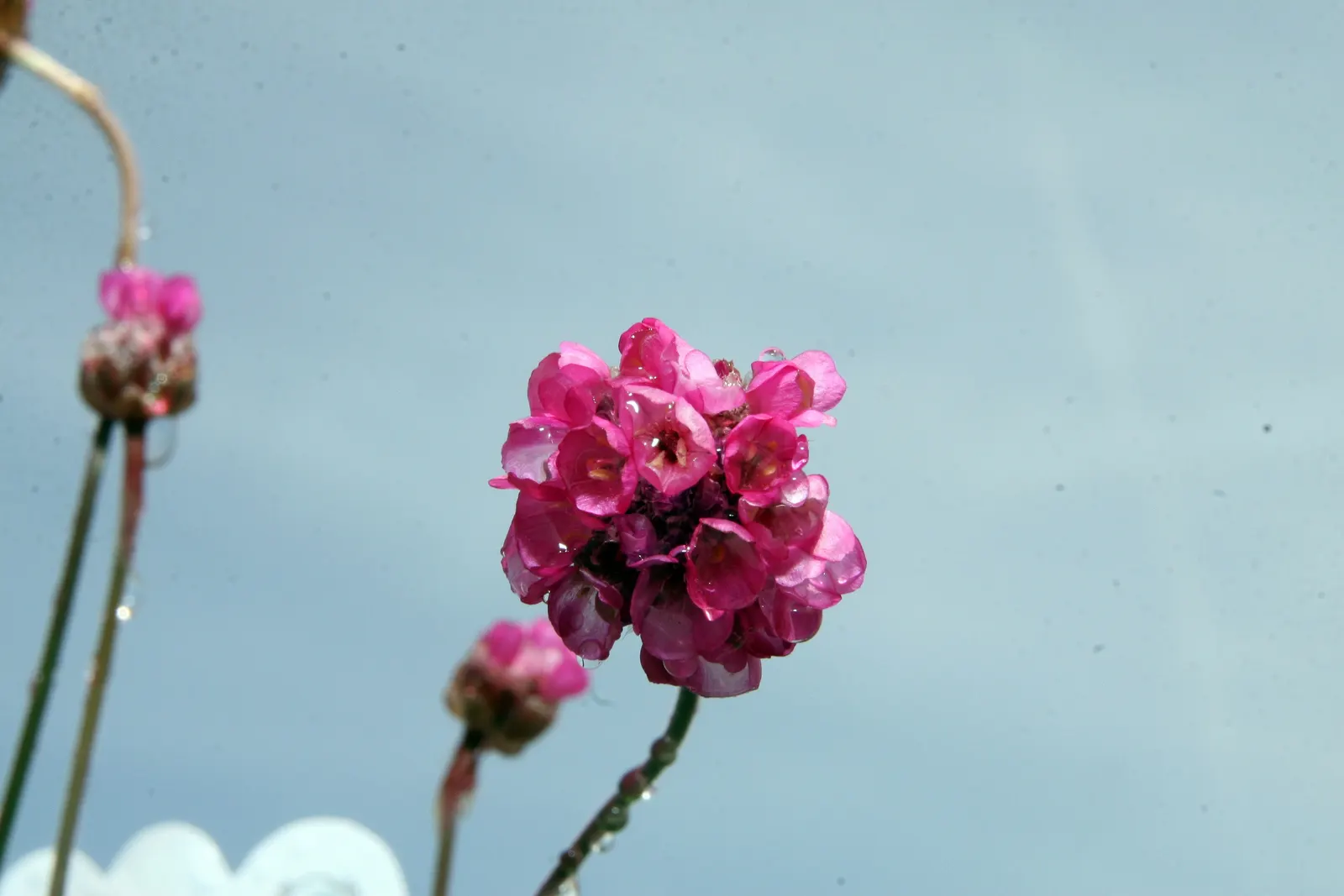 Red-Leaved Sea Thrift (Armeria Maritima 'Rubrifolia') — typically forming clumps ranging in size from 6 to 8 inches in height