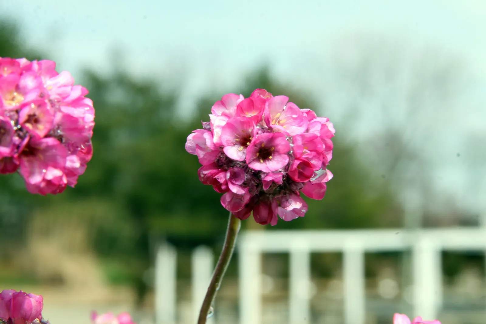 Red-Leaved Sea Thrift (Armeria Maritima 'Rubrifolia') — offers a charming blend of colorful foliage and vibrant blooms
