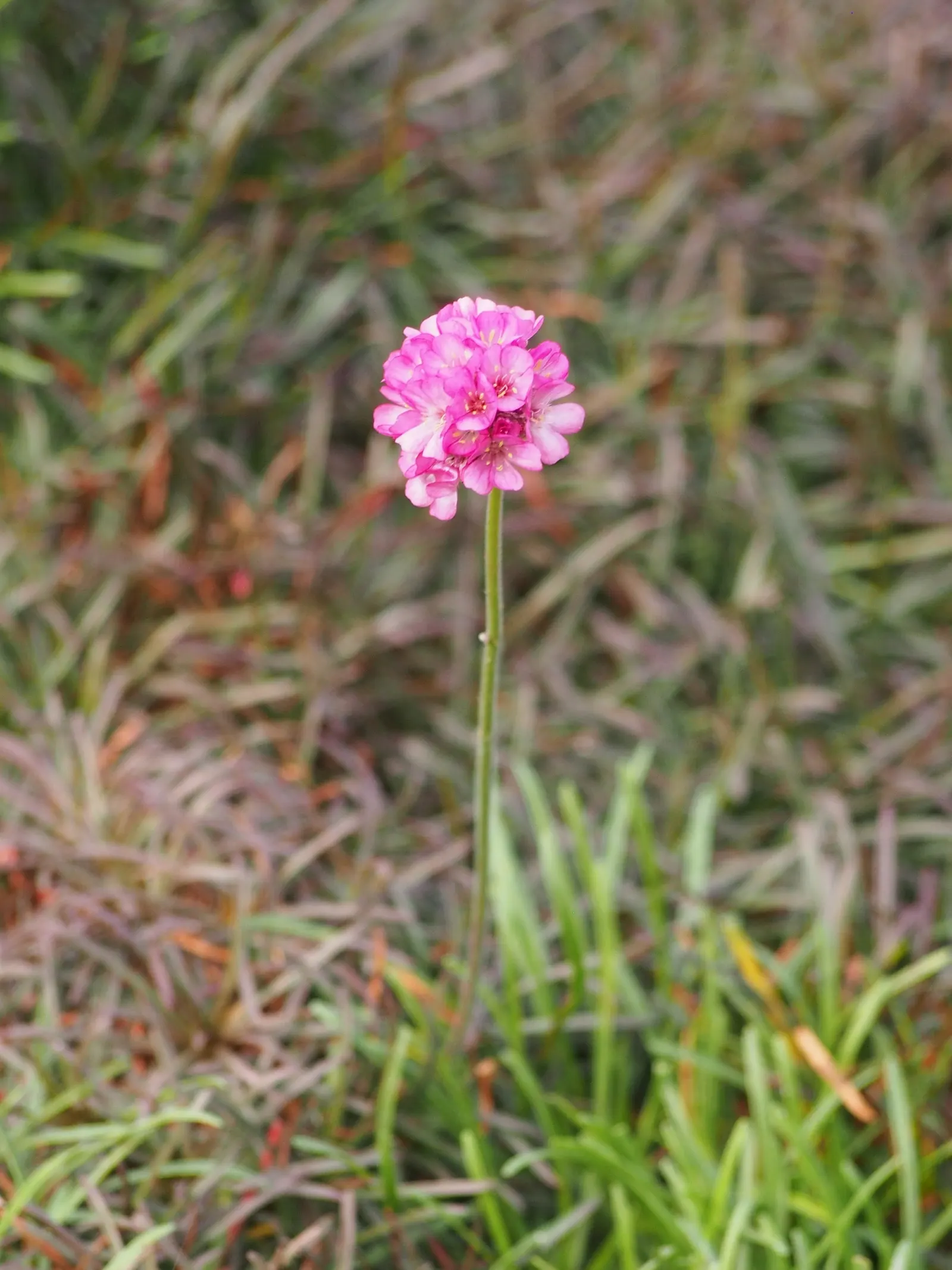Red-Leaved Sea Thrift (Armeria Maritima 'Rubrifolia') — each standing tall on slender