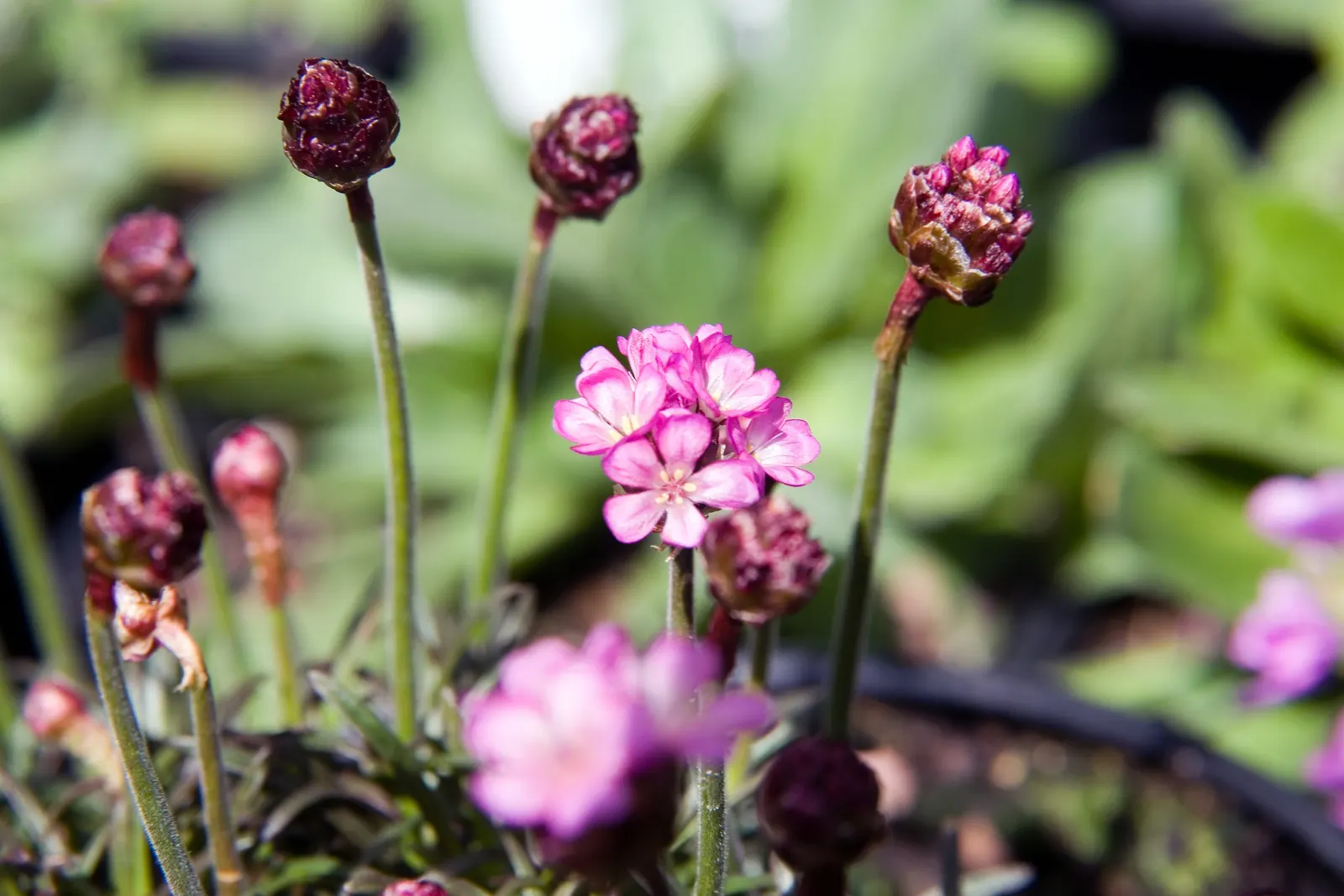 Red-Leaved Sea Thrift (Armeria Maritima 'Rubrifolia') — making it an exceptional choice for adding contrast and interest to your landscape design