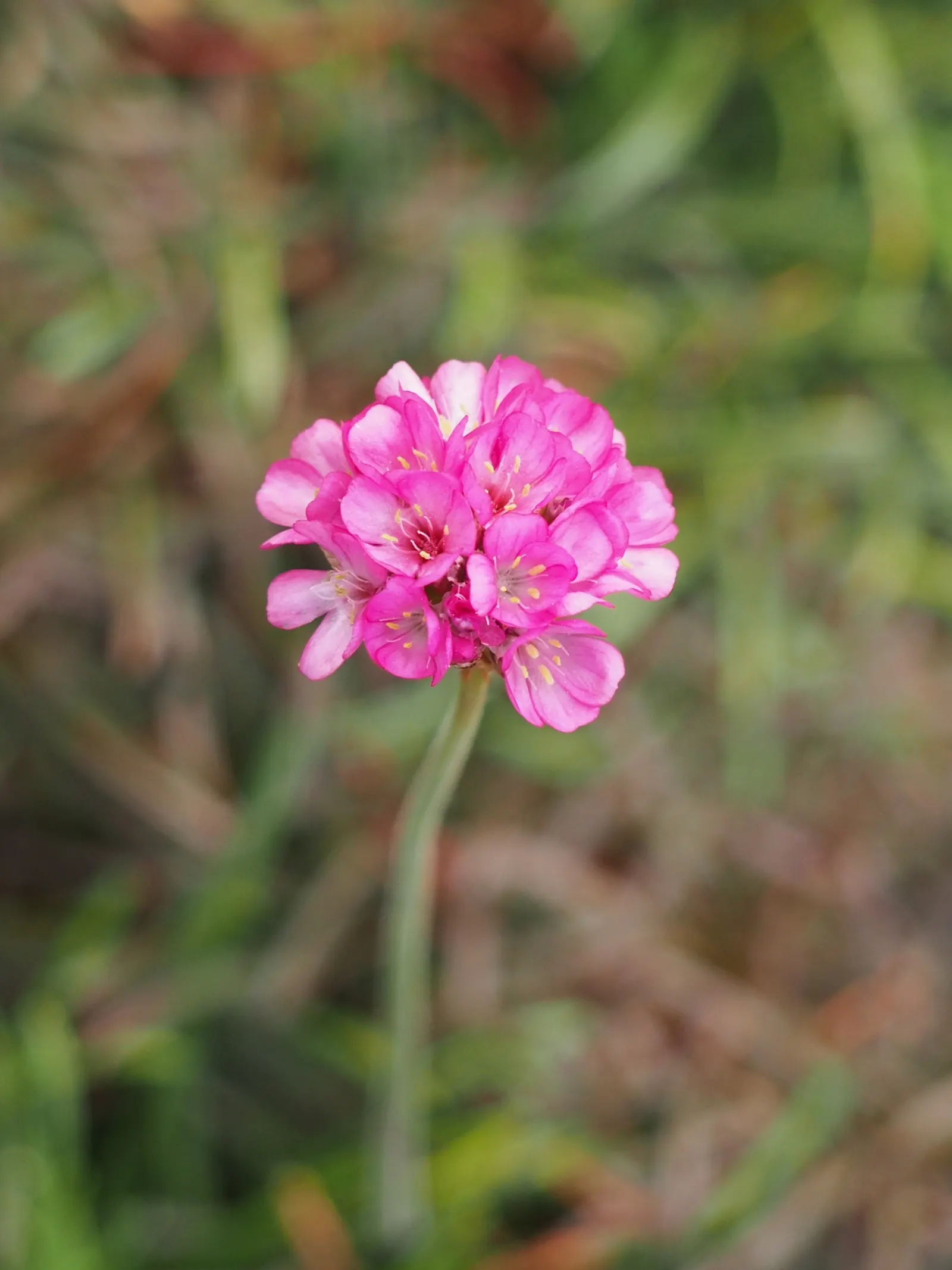 Red-Leaved Sea Thrift (Armeria Maritima 'Rubrifolia') — is celebrated for its grass-like