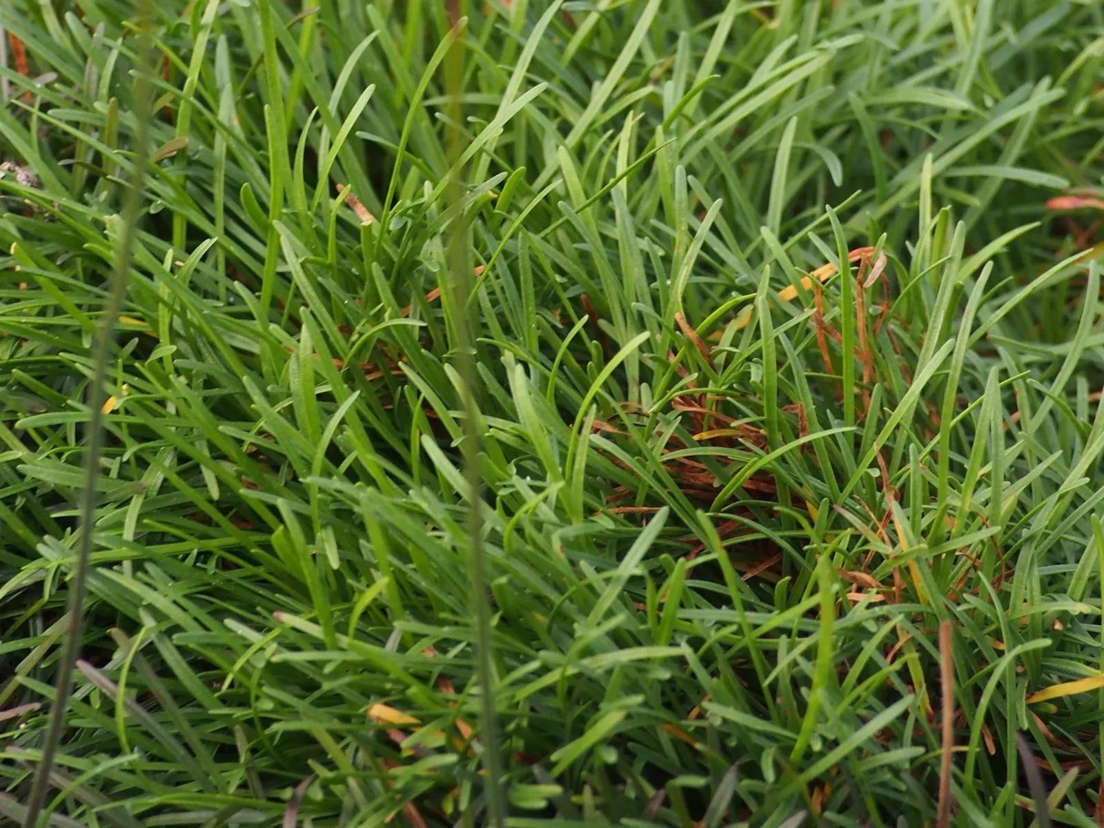 Red-Leaved Sea Thrift (Armeria Maritima 'Rubrifolia') — the Red-leaved Sea Thrift exhibits globular flower heads
