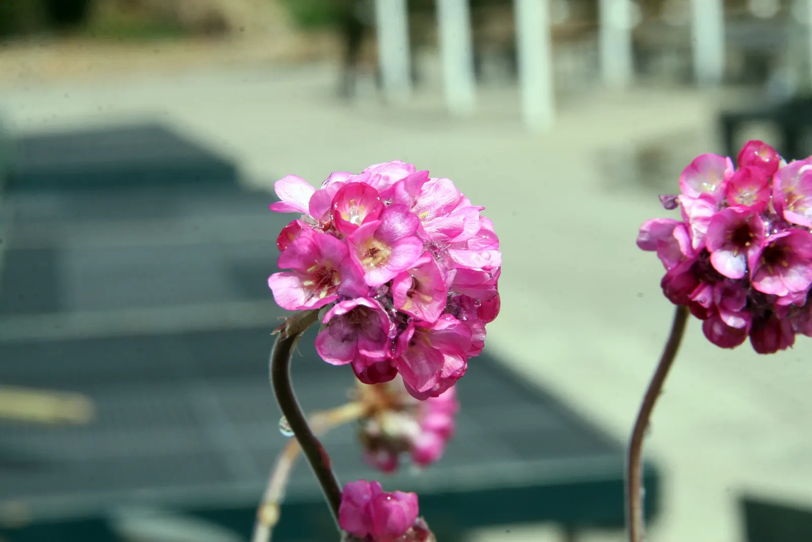 Red-Leaved Sea Thrift (Armeria Maritima 'Rubrifolia') — and spreading 8 to 12 inches wide
