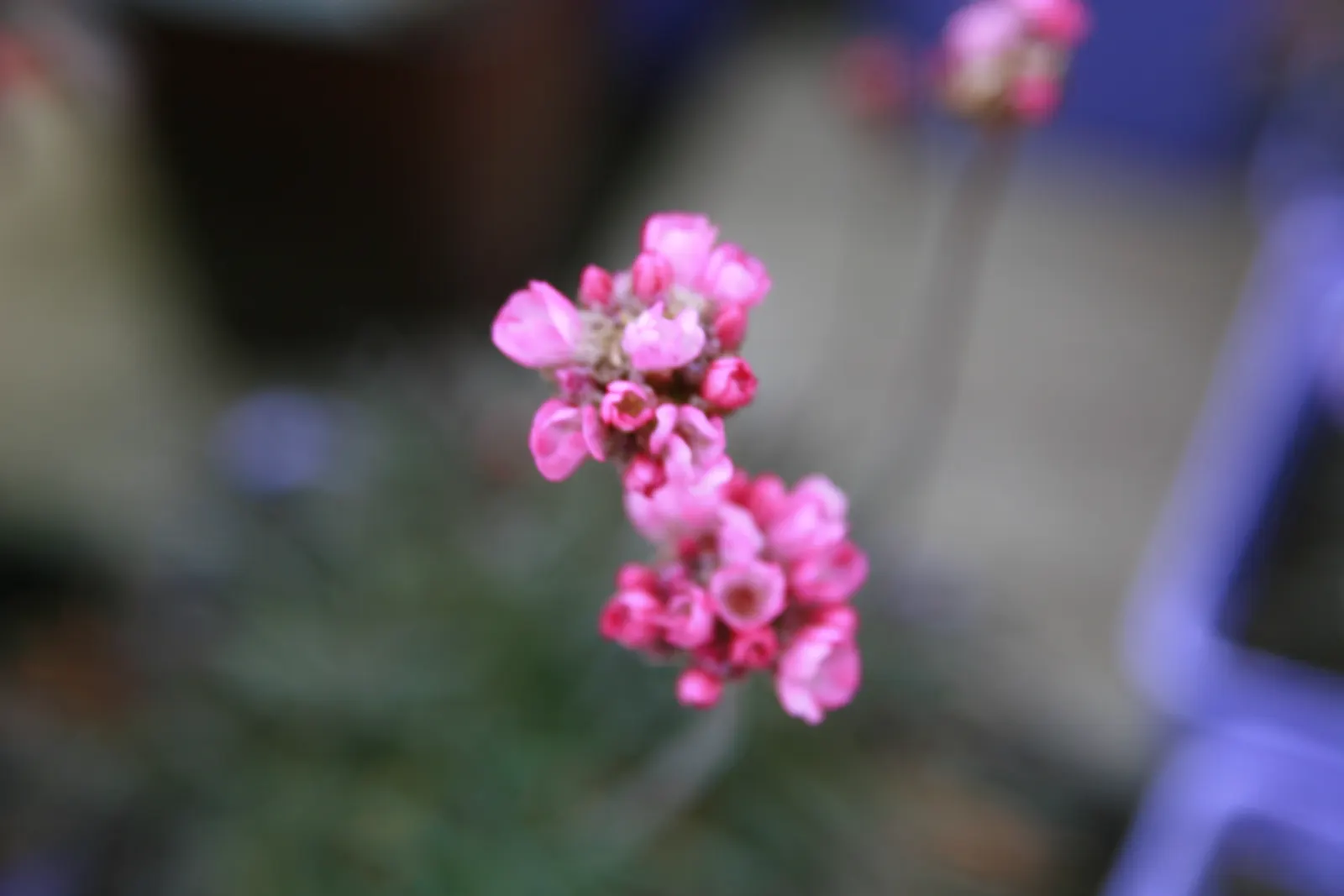 Red-Leaved Sea Thrift (Armeria Maritima 'Rubrifolia') — is a compact perennial prized for its ruby-red foliage