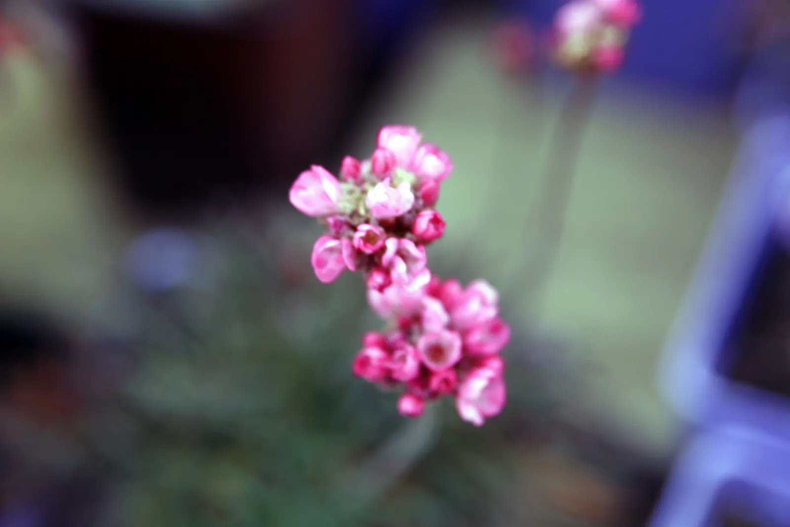 Red-Leaved Sea Thrift (Armeria Maritima 'Rubrifolia') — this hardy groundcover produces globe-shaped pink flowers on 10-inch stems in late spring to early