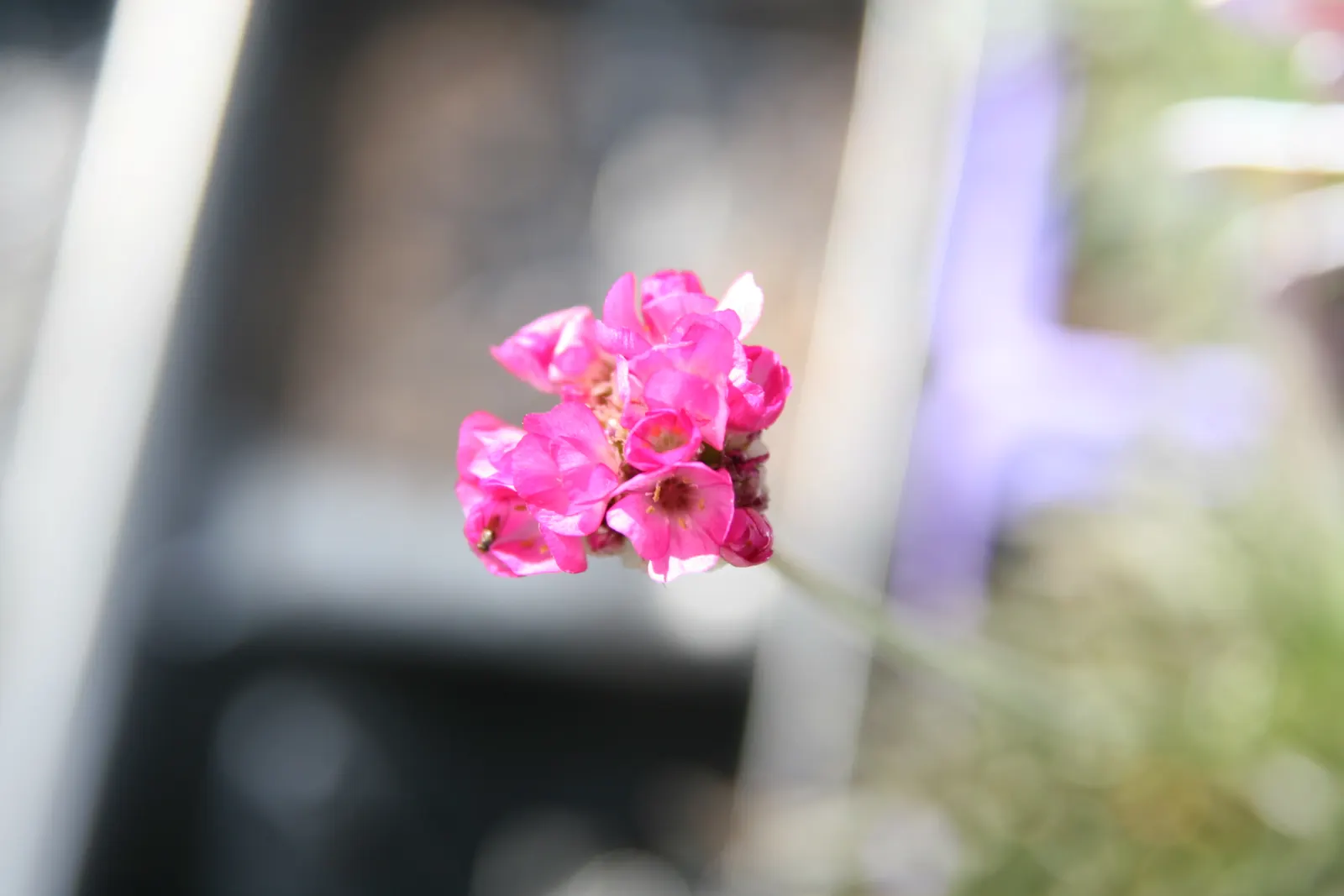 Red-Leaved Sea Thrift (Armeria Maritima 'Rubrifolia') — Drought-resistant once established, it adds year-round interest with its vibrant leaf color