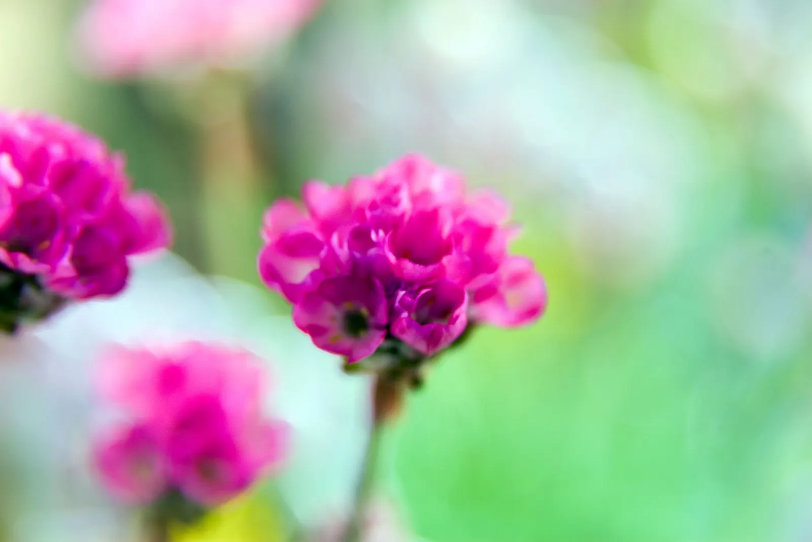 Red-Leaved Sea Thrift (Armeria Maritima 'Rubrifolia') — Standing around 6-8 inches tall and wide