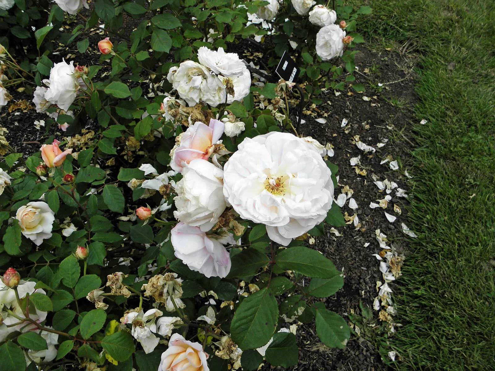 Gruss An Aachen Rose (Rosa 'Gruss An Aachen') — plant 'Gruss an Aachen' in well-drained soil with access to full sun to light shade; display a densely packed