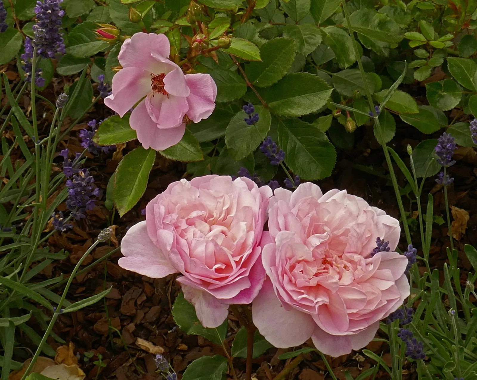Gruss An Aachen Rose (Rosa 'Gruss An Aachen') — making it a versatile choice as a low hedge or a charming feature in a mixed perennial border, image 50