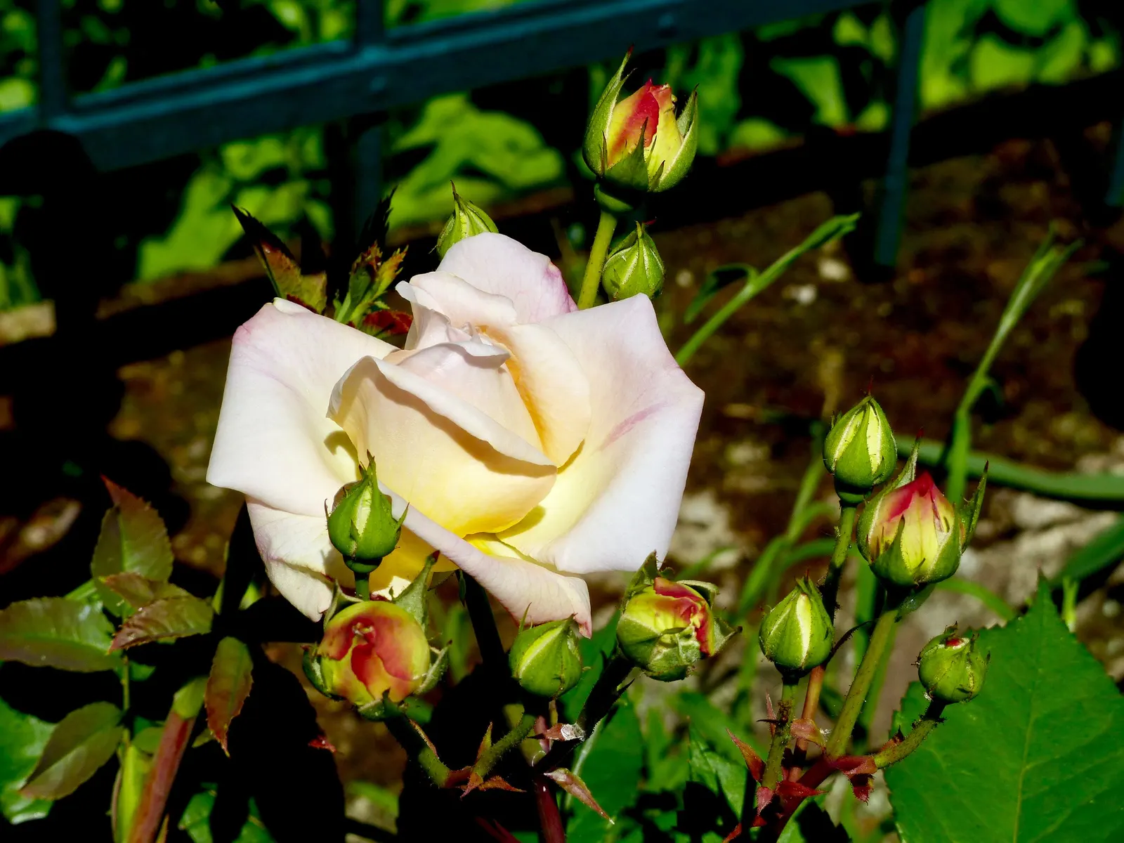 Gruss An Aachen Rose (Rosa 'Gruss An Aachen') — but it is also worthwhile to implement a regular maintenance program that includes pruning, image 57