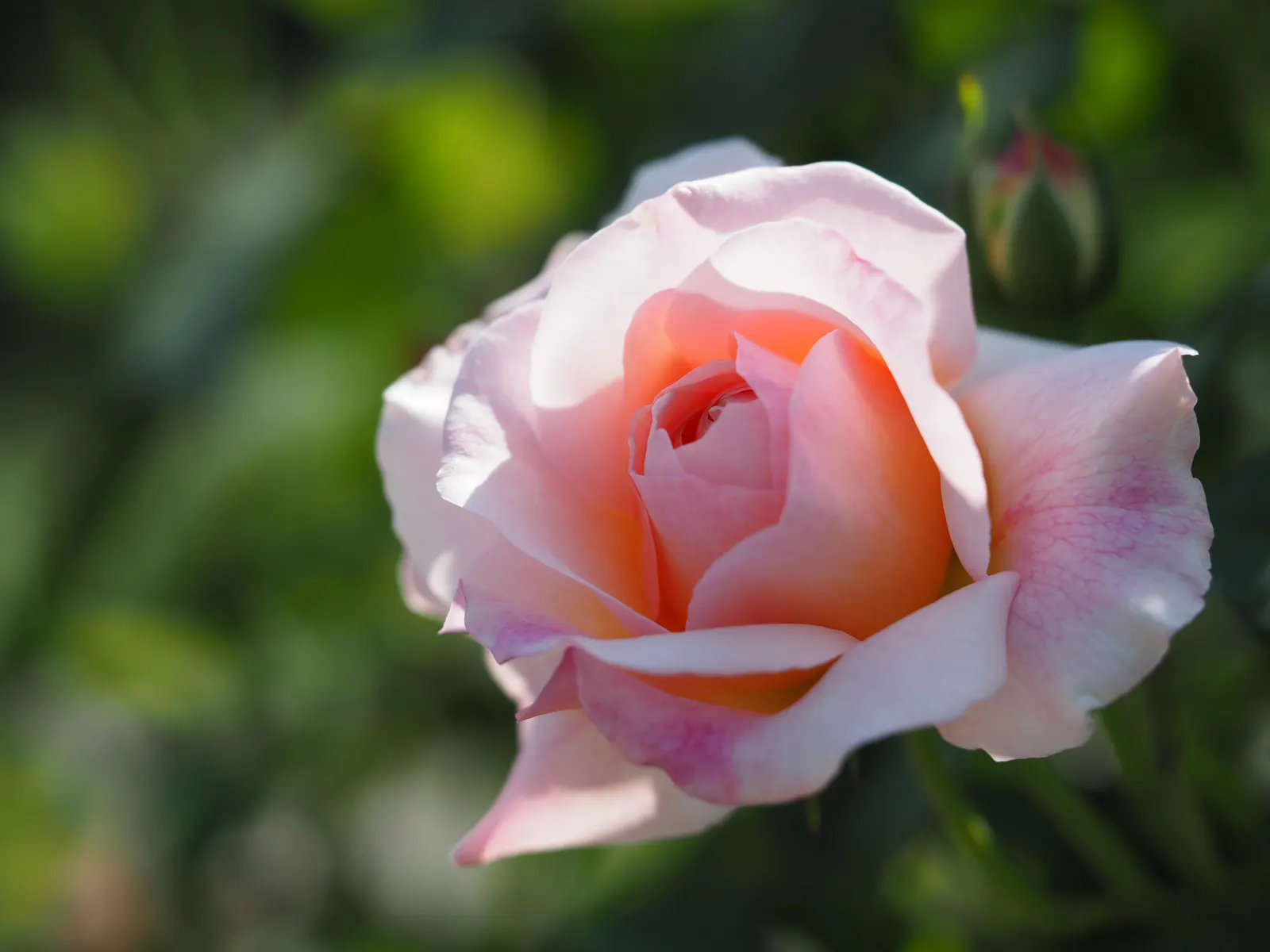 Gruss An Aachen Rose (Rosa 'Gruss An Aachen') — This disease-resistant variety boasts abundant summer-long flowers; perfect for a showy yet, image 64