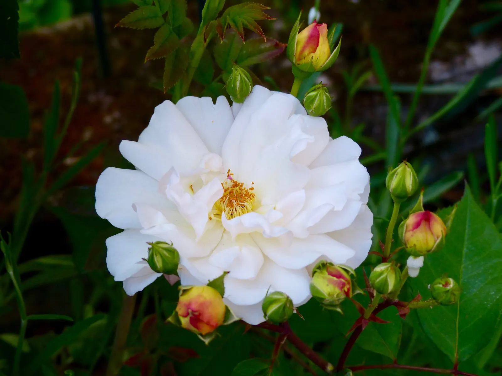 Gruss An Aachen Rose (Rosa 'Gruss An Aachen') — plant 'Gruss an Aachen' in well-drained soil with access to full sun to light shade