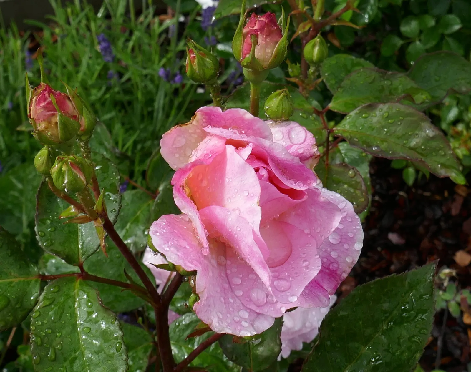 Gruss An Aachen Rose (Rosa 'Gruss An Aachen') — ensuring at least six hours of direct sunlight daily; this rose variety is hardy, image 54