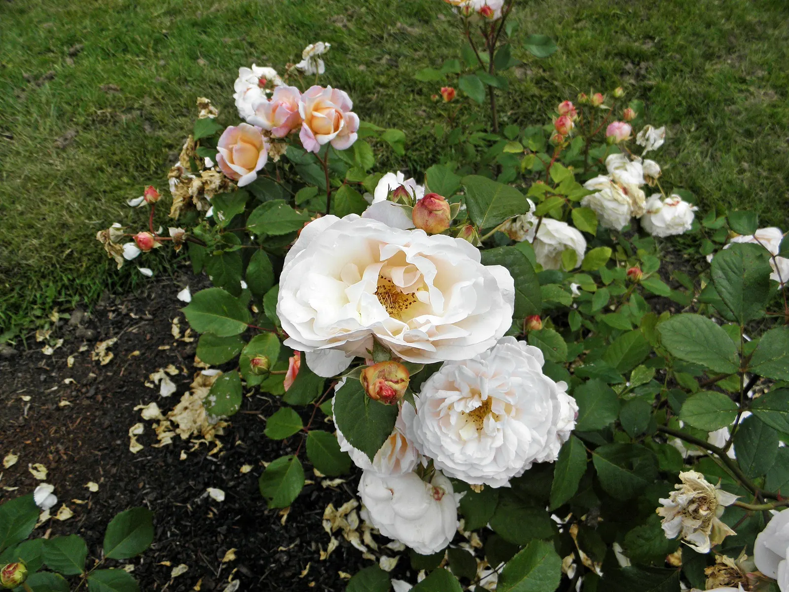 Gruss An Aachen Rose (Rosa 'Gruss An Aachen') — offering flexibility for those with limited space.<br><br>For optimal vitality