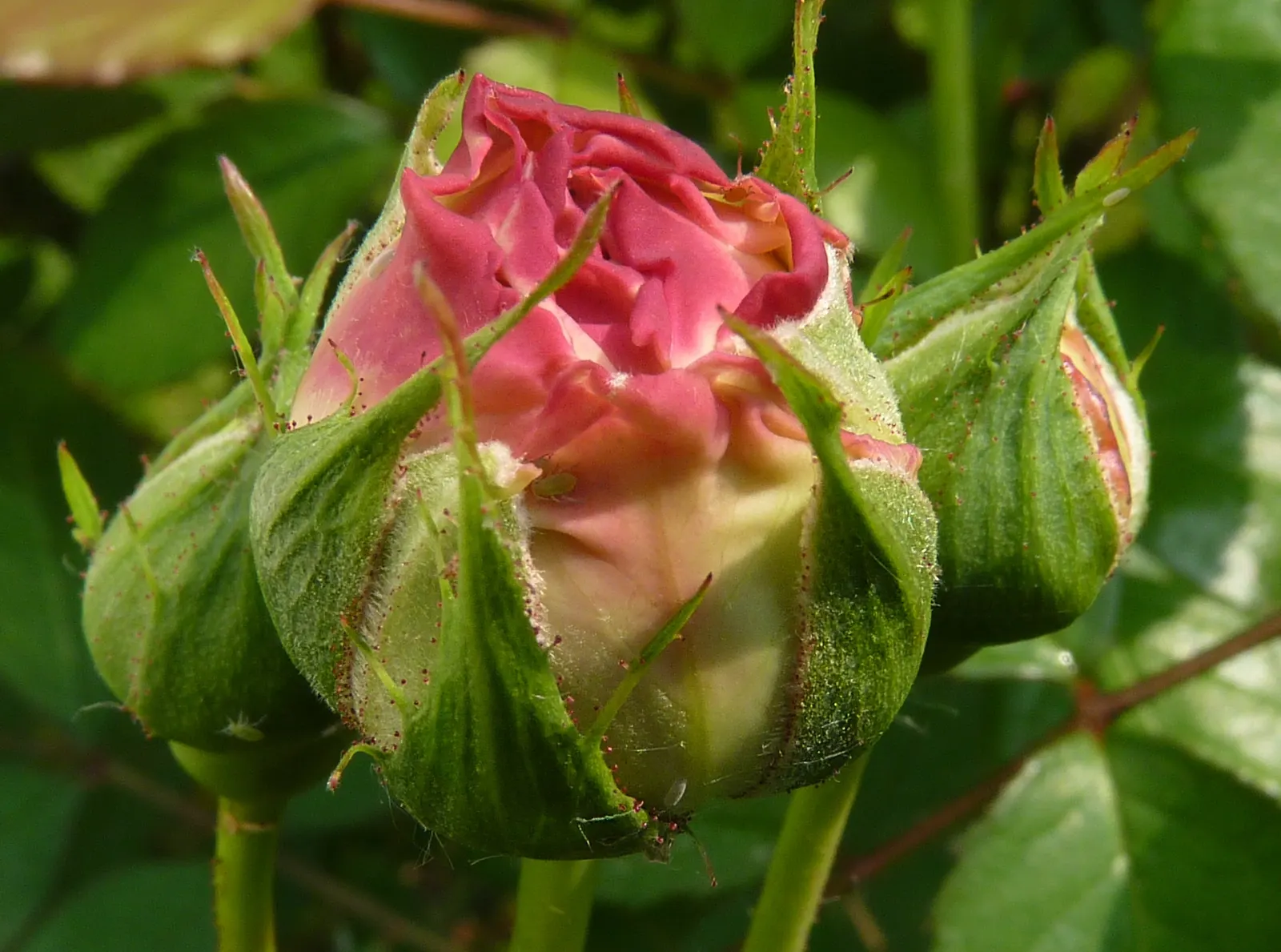 Gruss An Aachen Rose (Rosa 'Gruss An Aachen') — ensuring at least six hours of direct sunlight daily; this rose variety is hardy