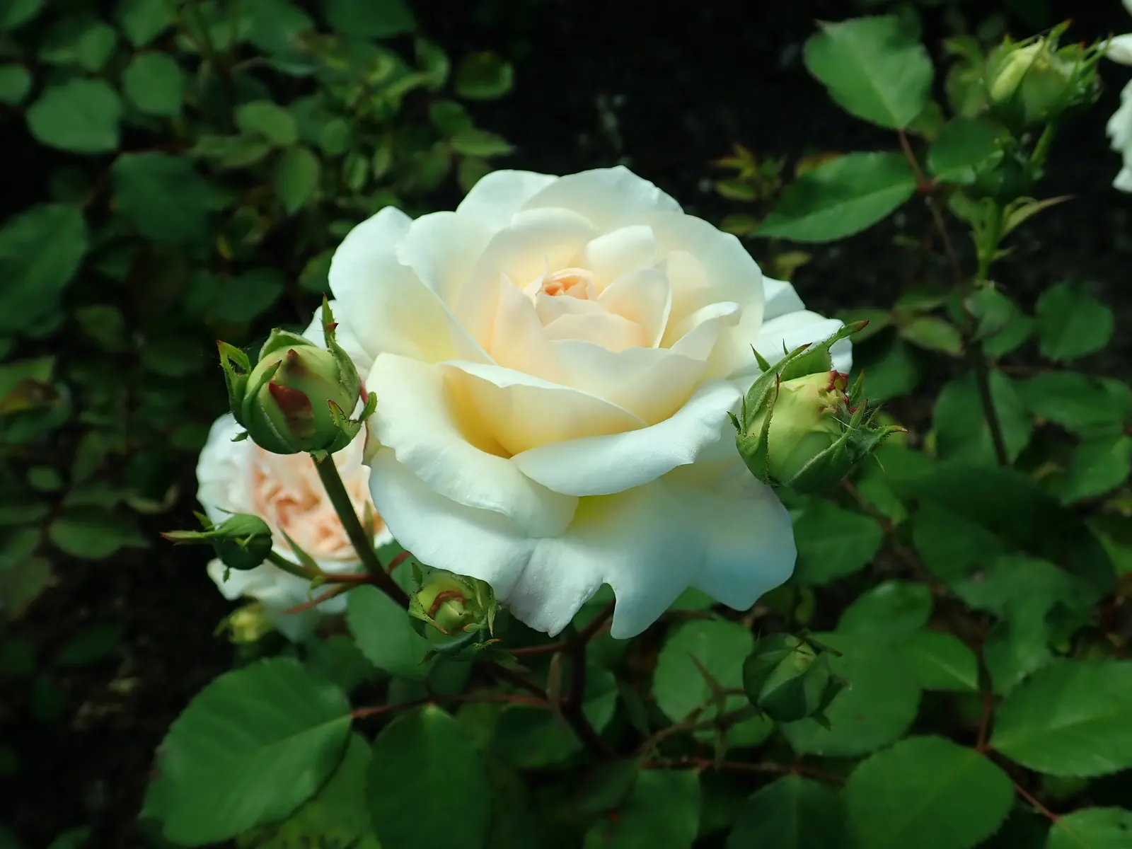 Gruss An Aachen Rose (Rosa 'Gruss An Aachen') — Originating from Germany in the early 20th century; shrub with white blooms, image 46