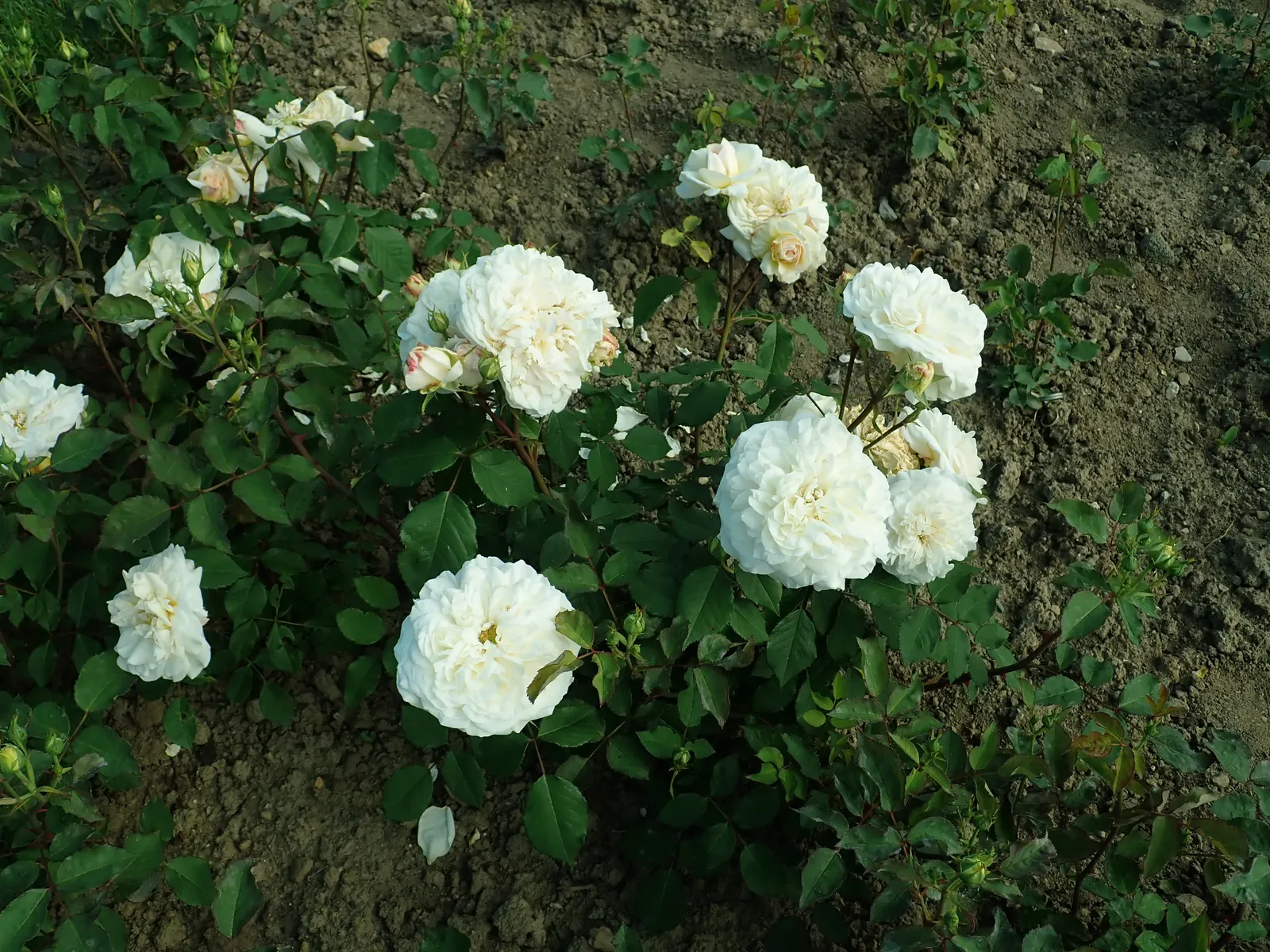 Gruss An Aachen Rose (Rosa 'Gruss An Aachen') — averaging around 4 inches in diameter